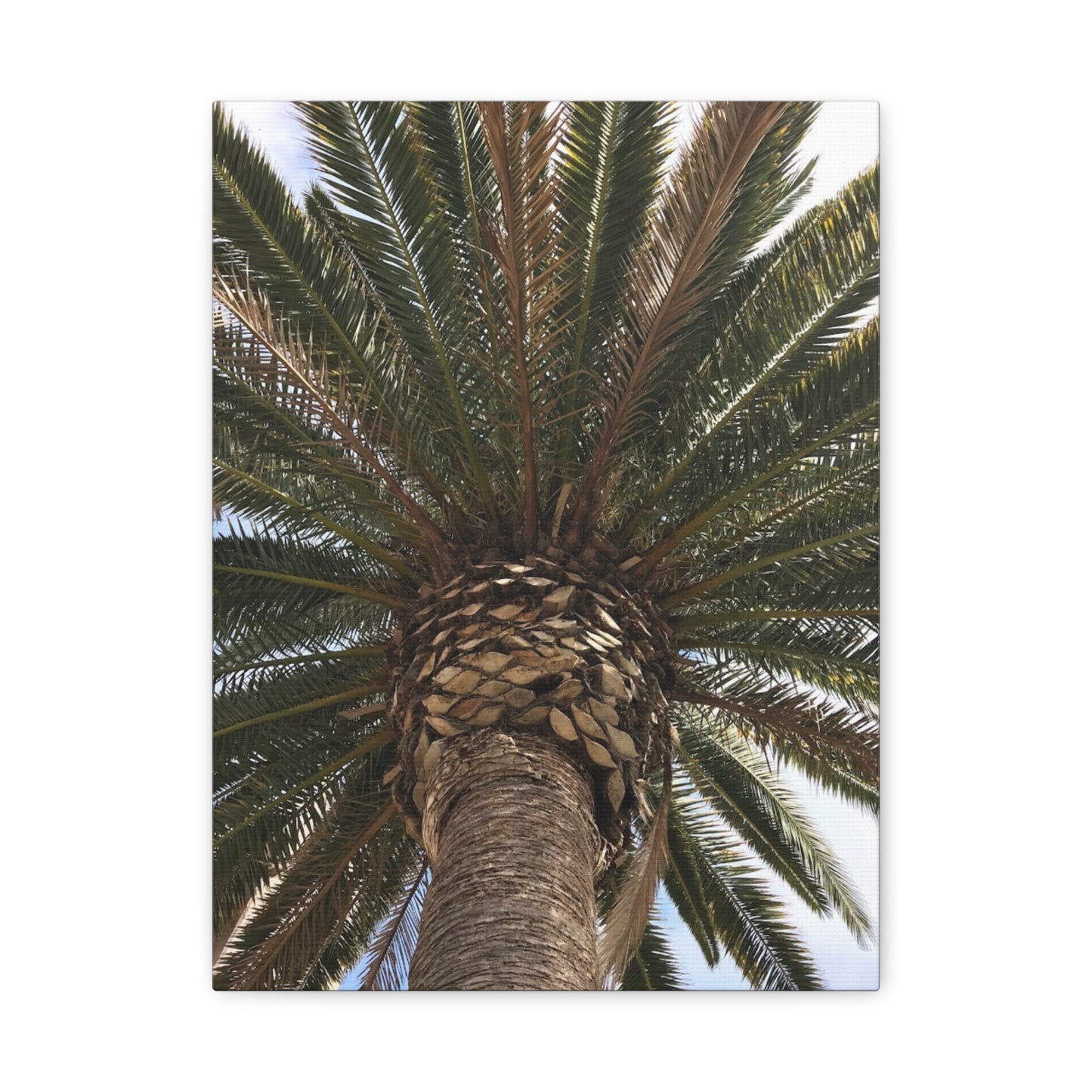 Tropical Palm Tree Canvas Art - Stretched Wall Decor for Home or Office