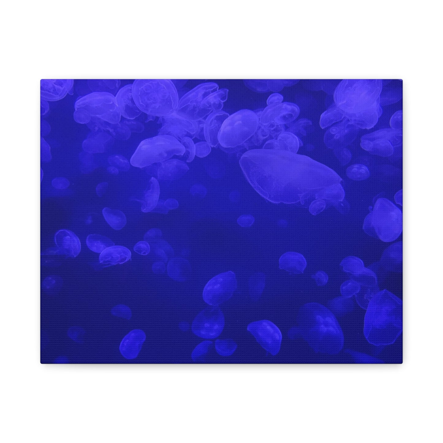 Jellyfish Watercolor Canvas Art - Ocean Theme Wall Decor