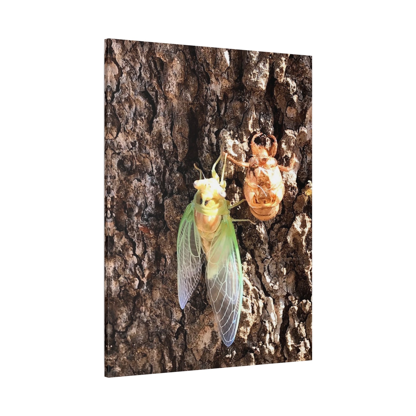 Nature-Inspired Wall Art: Cicada Lifecycle Canvas Print