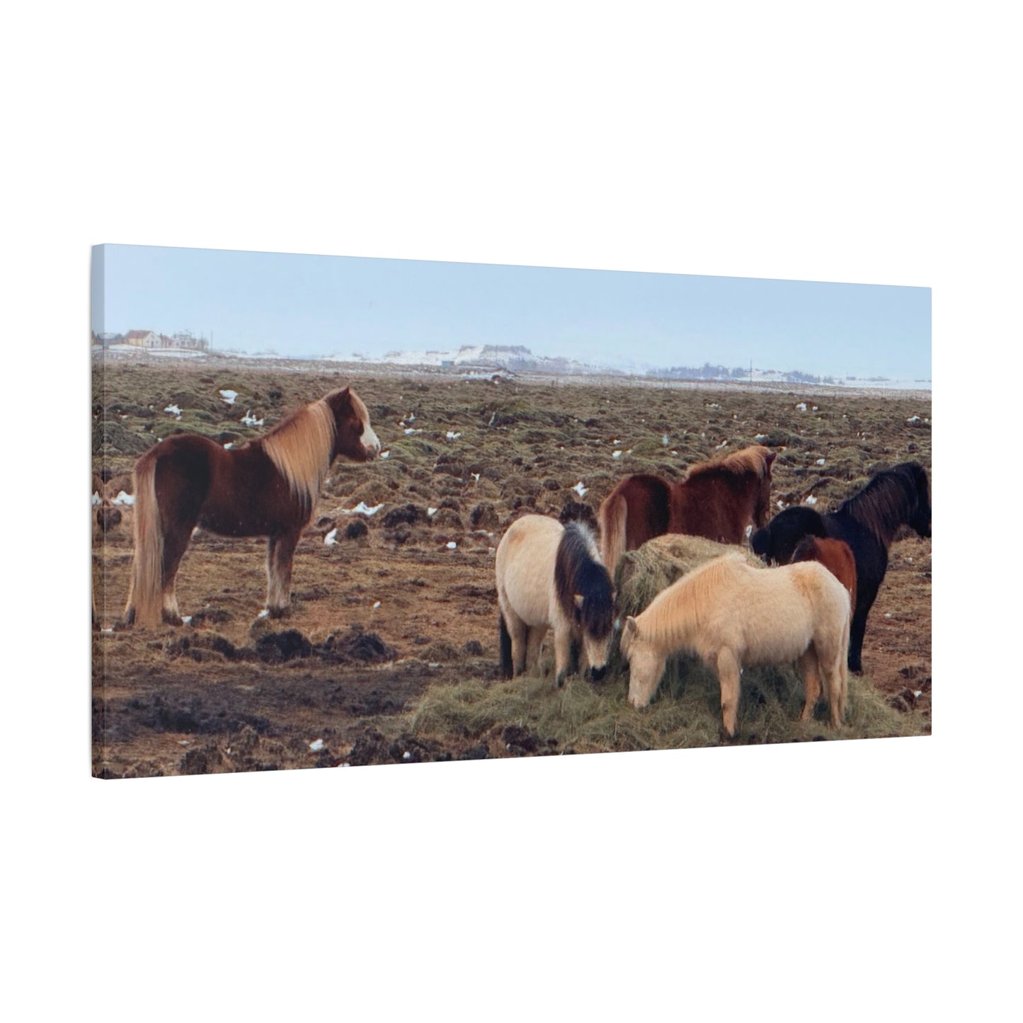 Icelandic Horse Canvas Art - Matte Stretched Print for Animal Lovers
