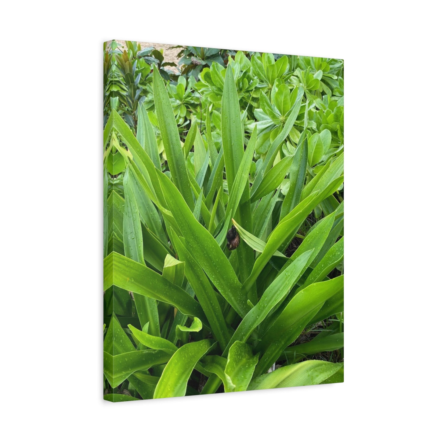 Nature-Inspired Matte Canvas Wall Art - Lush Greenery with snail