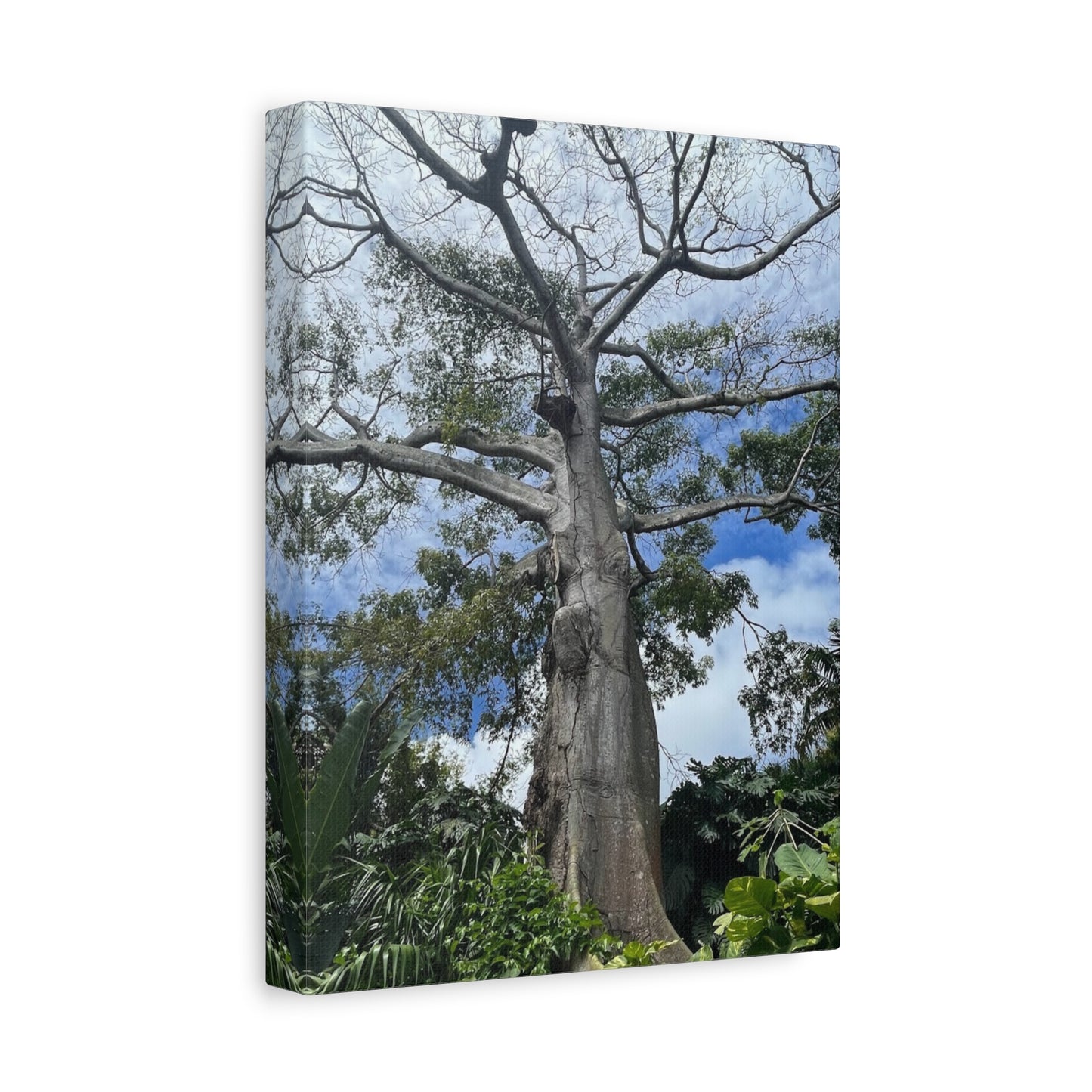 Stretched Canvas Art - Majestic Tree Wall Decor for Nature Lovers