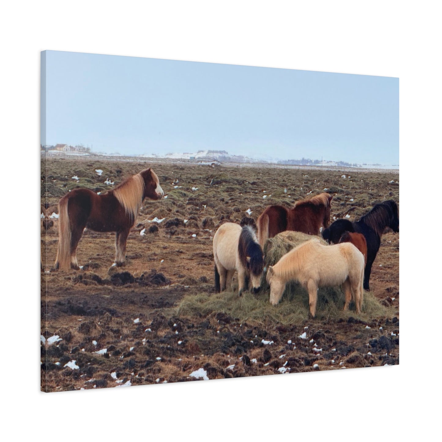 Icelandic Horse Canvas Art - Matte Stretched Print for Animal Lovers