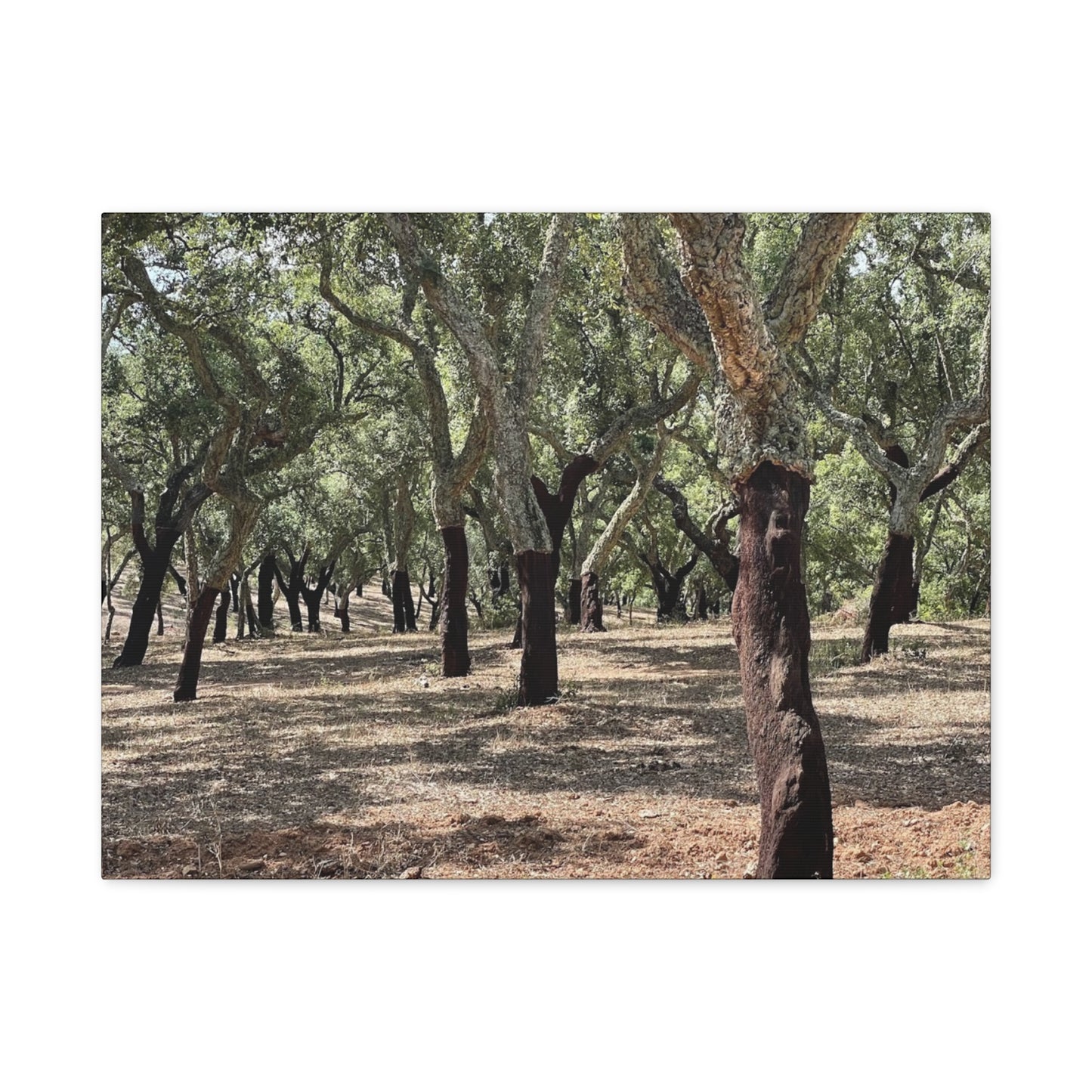 Nature-Inspired Matte Canvas Art | Forest Wall Decor Cork Trees
