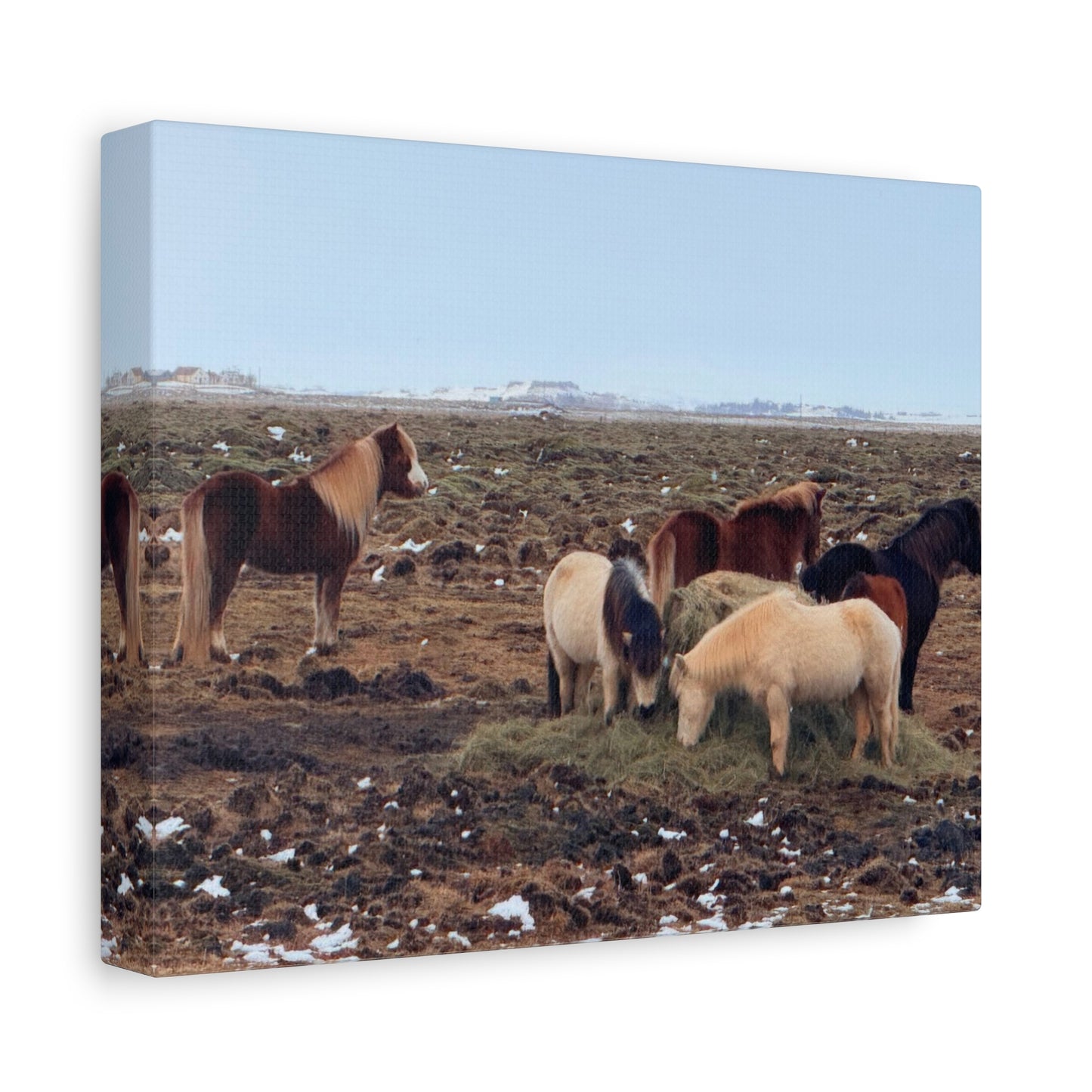 Icelandic Horse Canvas Art - Matte Stretched Print for Animal Lovers