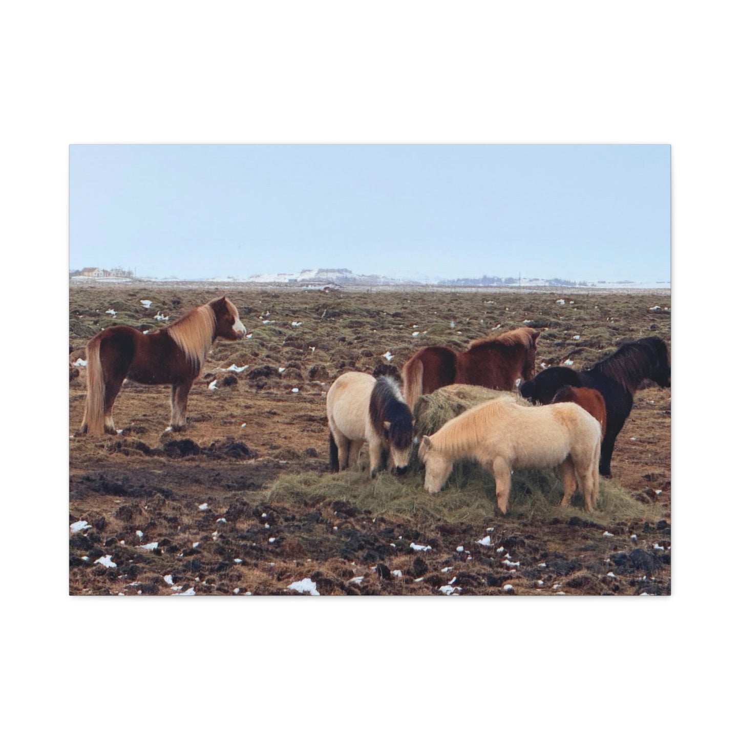 Icelandic Horse Canvas Art - Matte Stretched Print for Animal Lovers