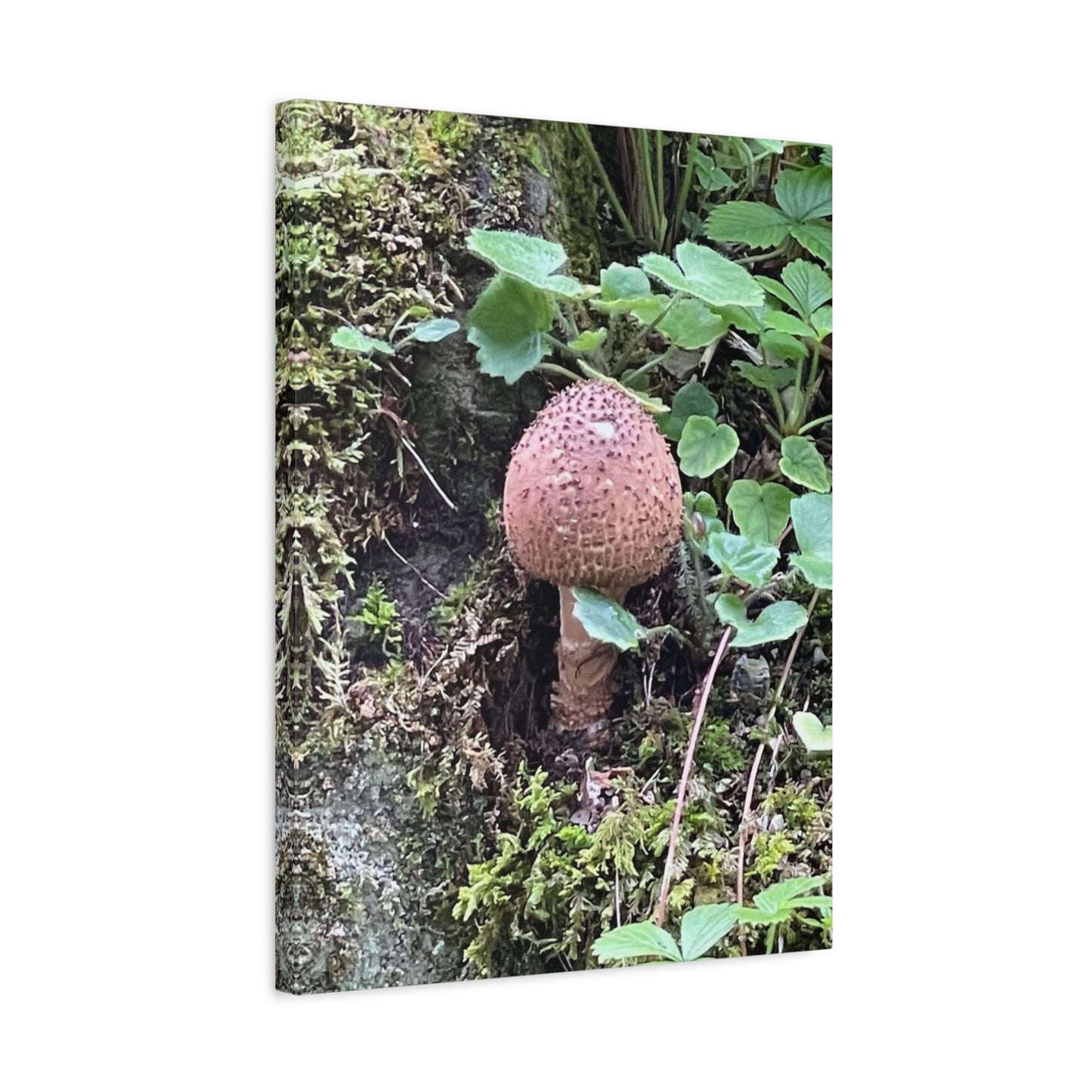 Nature-Inspired Mushroom Canvas Print - 1.25" Stretched Wall Art