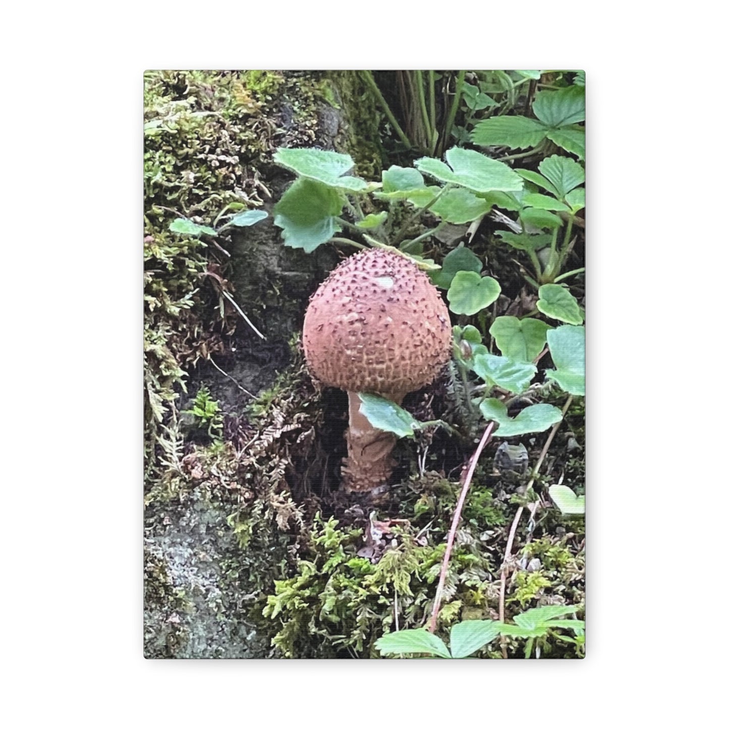 Nature-Inspired Mushroom Canvas Print - 1.25" Stretched Wall Art