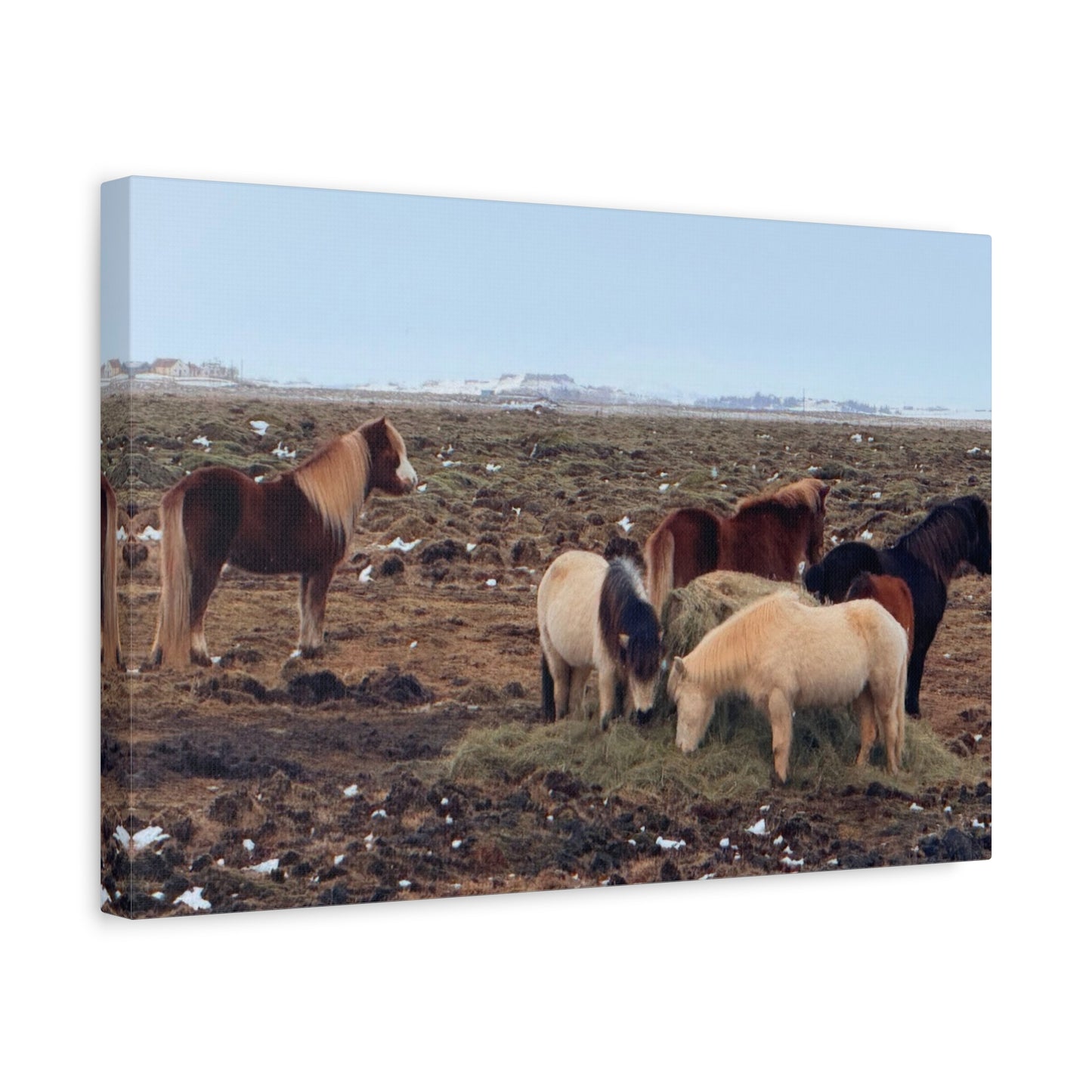 Icelandic Horse Canvas Art - Matte Stretched Print for Animal Lovers