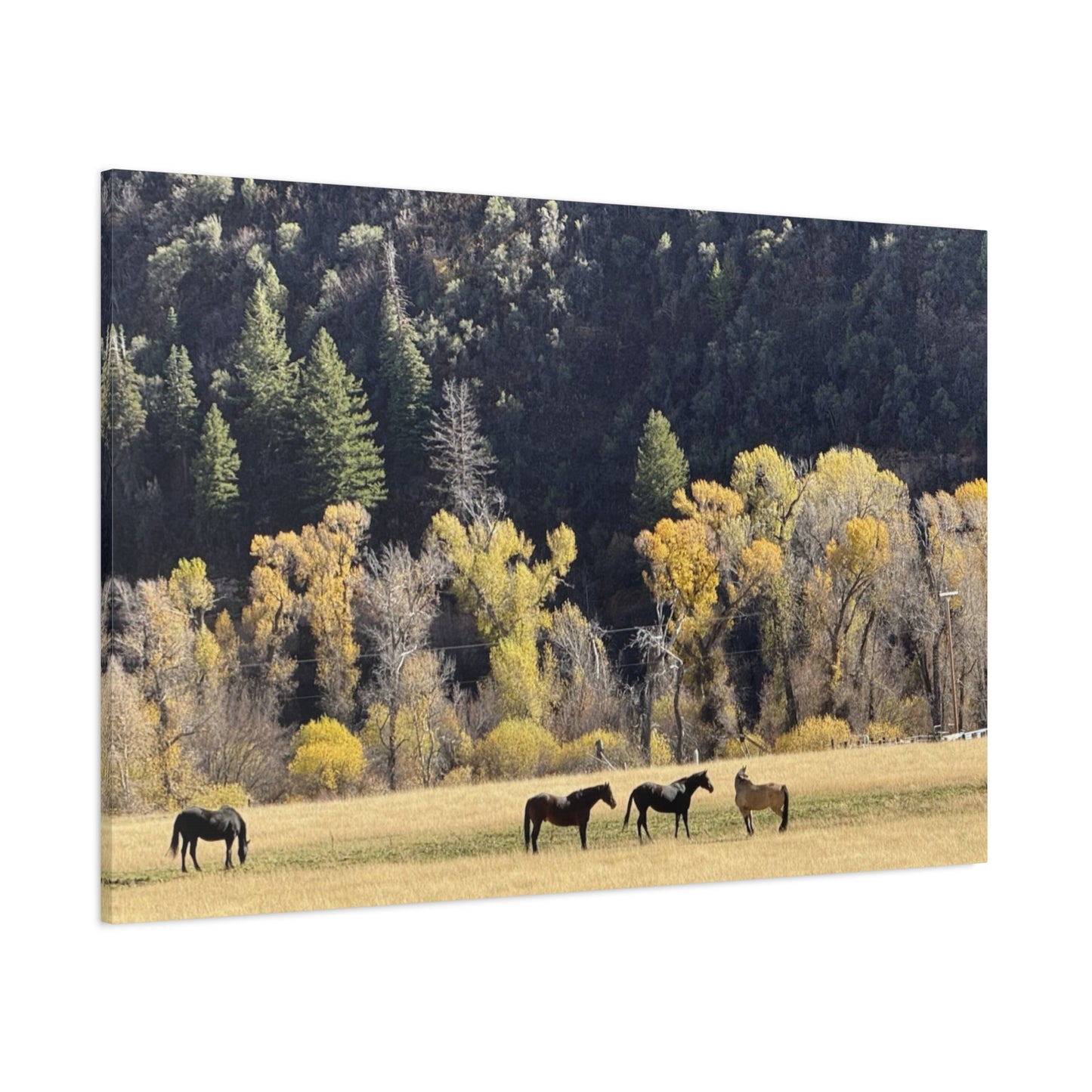 Scenic Horse Canvas Print - Rustic Wall Art for Nature Lovers