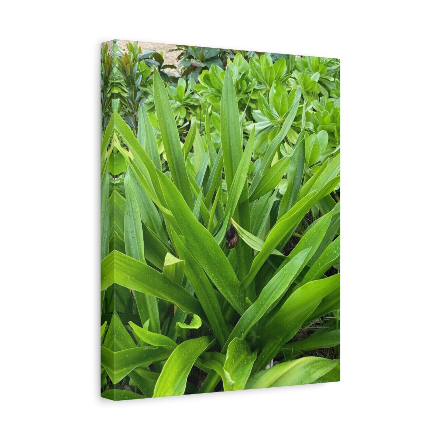 Nature-Inspired Matte Canvas Wall Art - Lush Greenery with snail