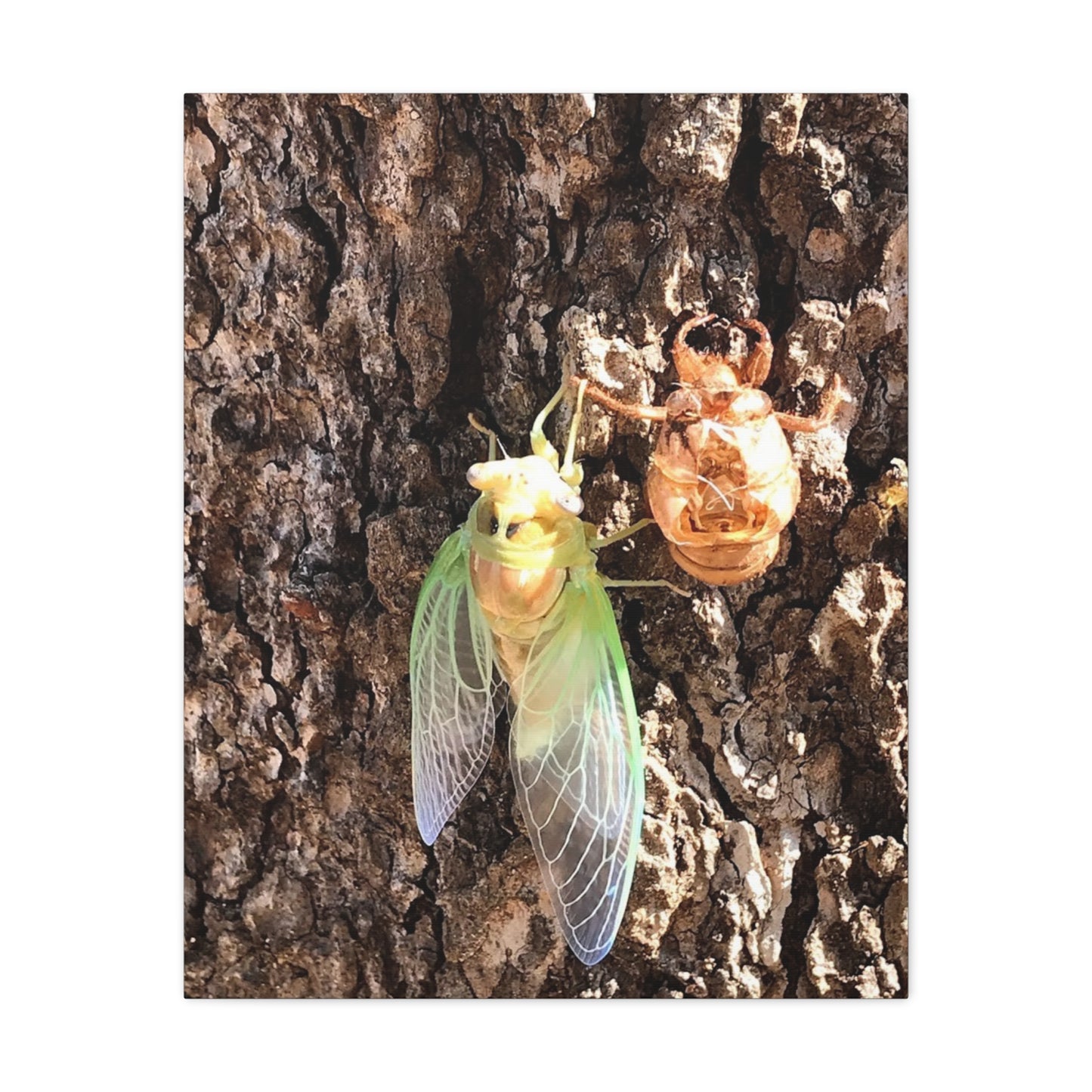 Nature-Inspired Wall Art: Cicada Lifecycle Canvas Print
