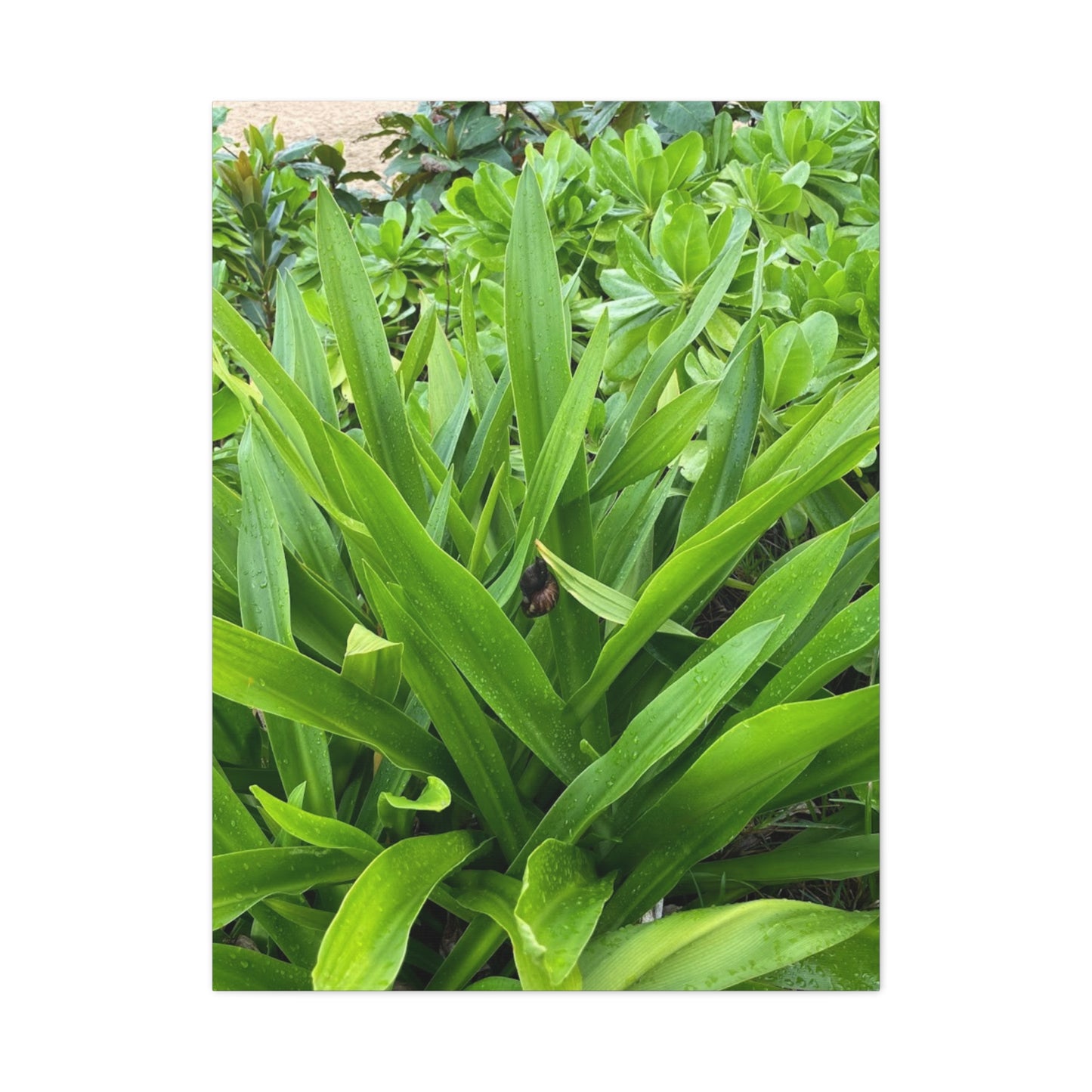 Nature-Inspired Matte Canvas Wall Art - Lush Greenery with snail