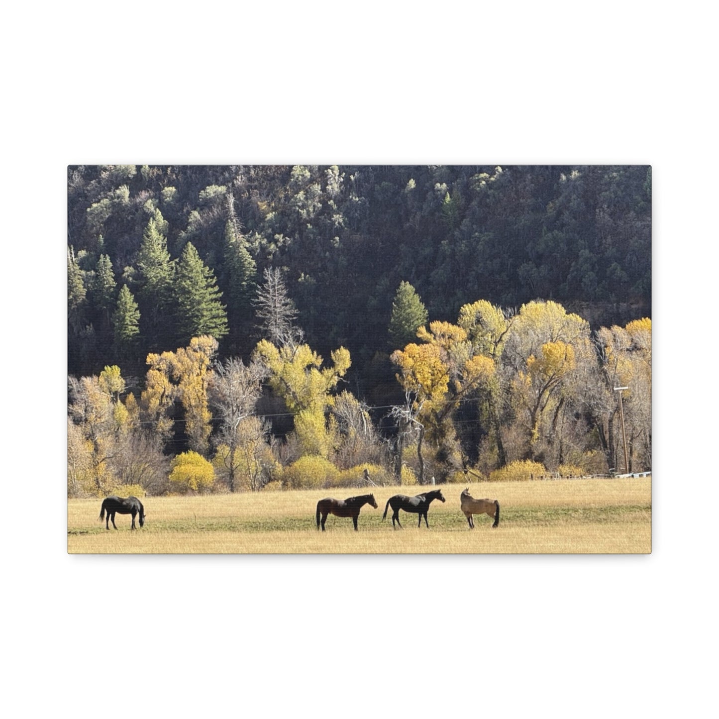 Scenic Horse Canvas Print - Rustic Wall Art for Nature Lovers