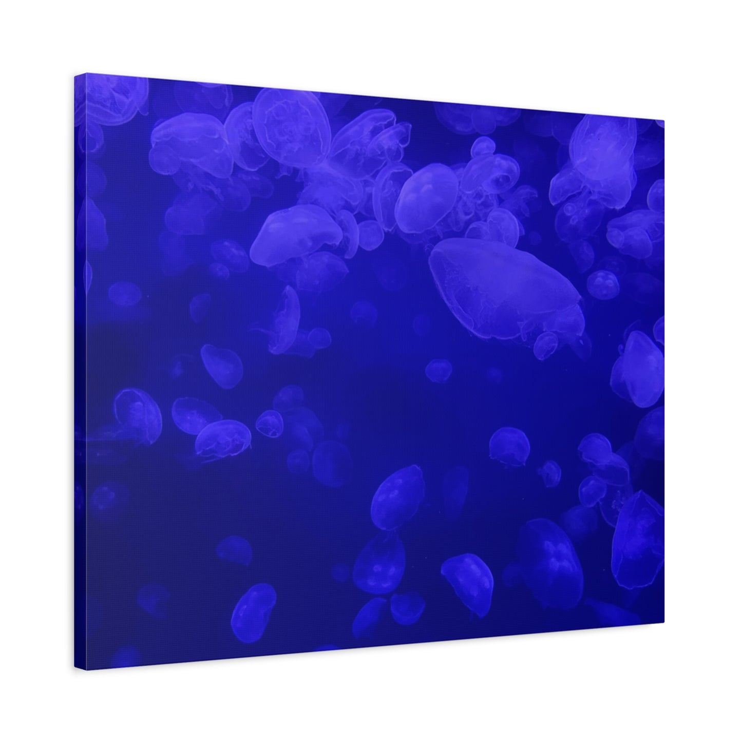 Jellyfish Watercolor Canvas Art - Ocean Theme Wall Decor