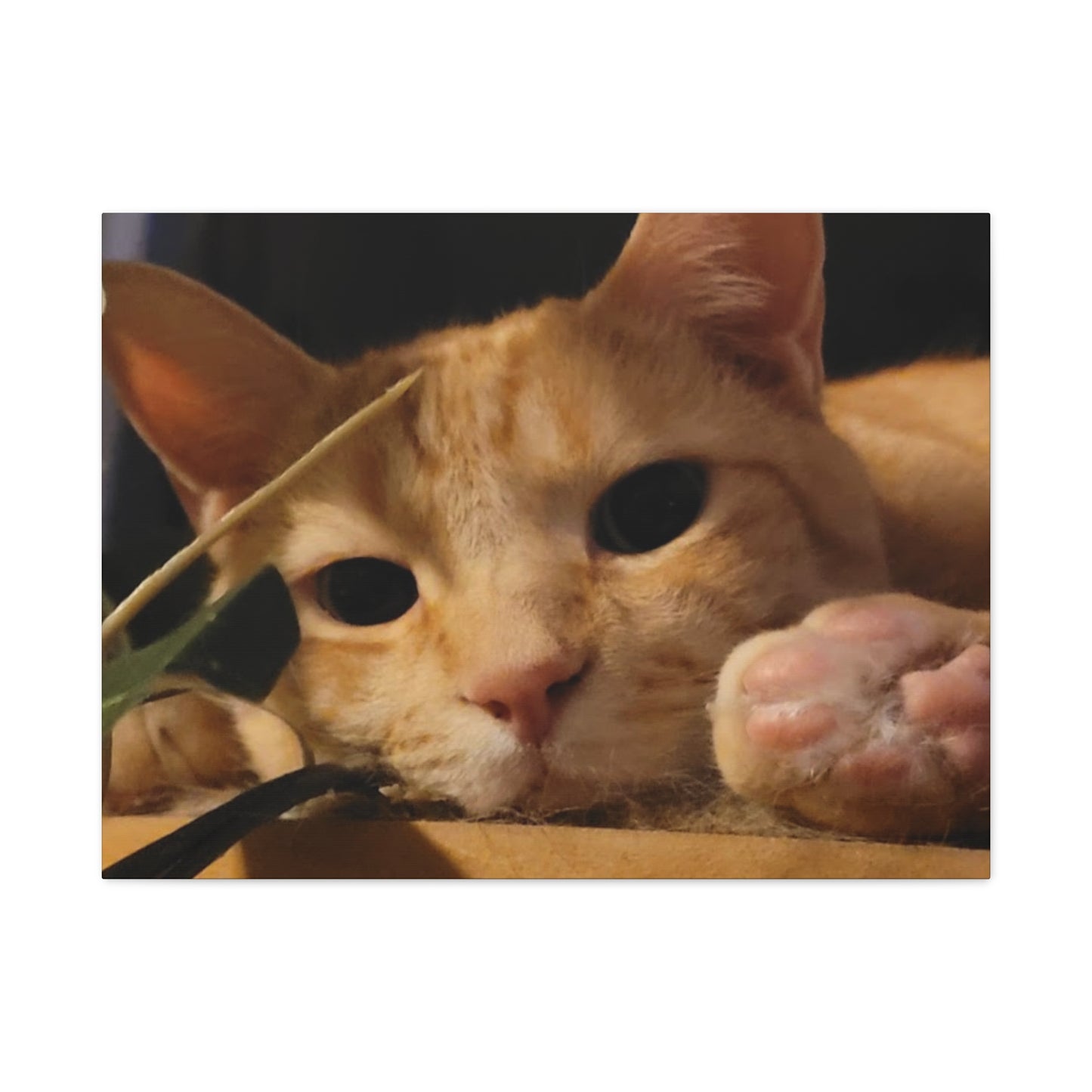 Cozy Cat Canvas Art - Stretched Matte Print for Cat Lovers