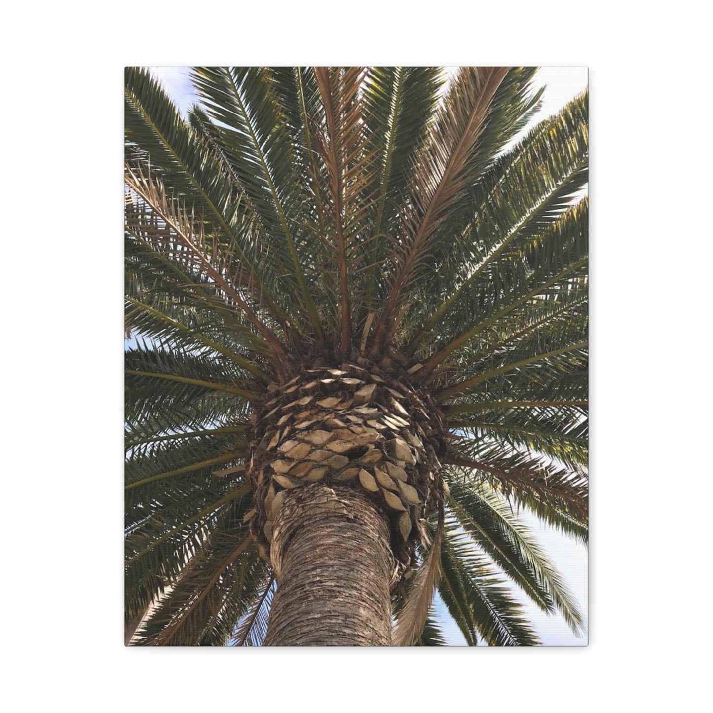 Tropical Palm Tree Canvas Art - Stretched Wall Decor for Home or Office