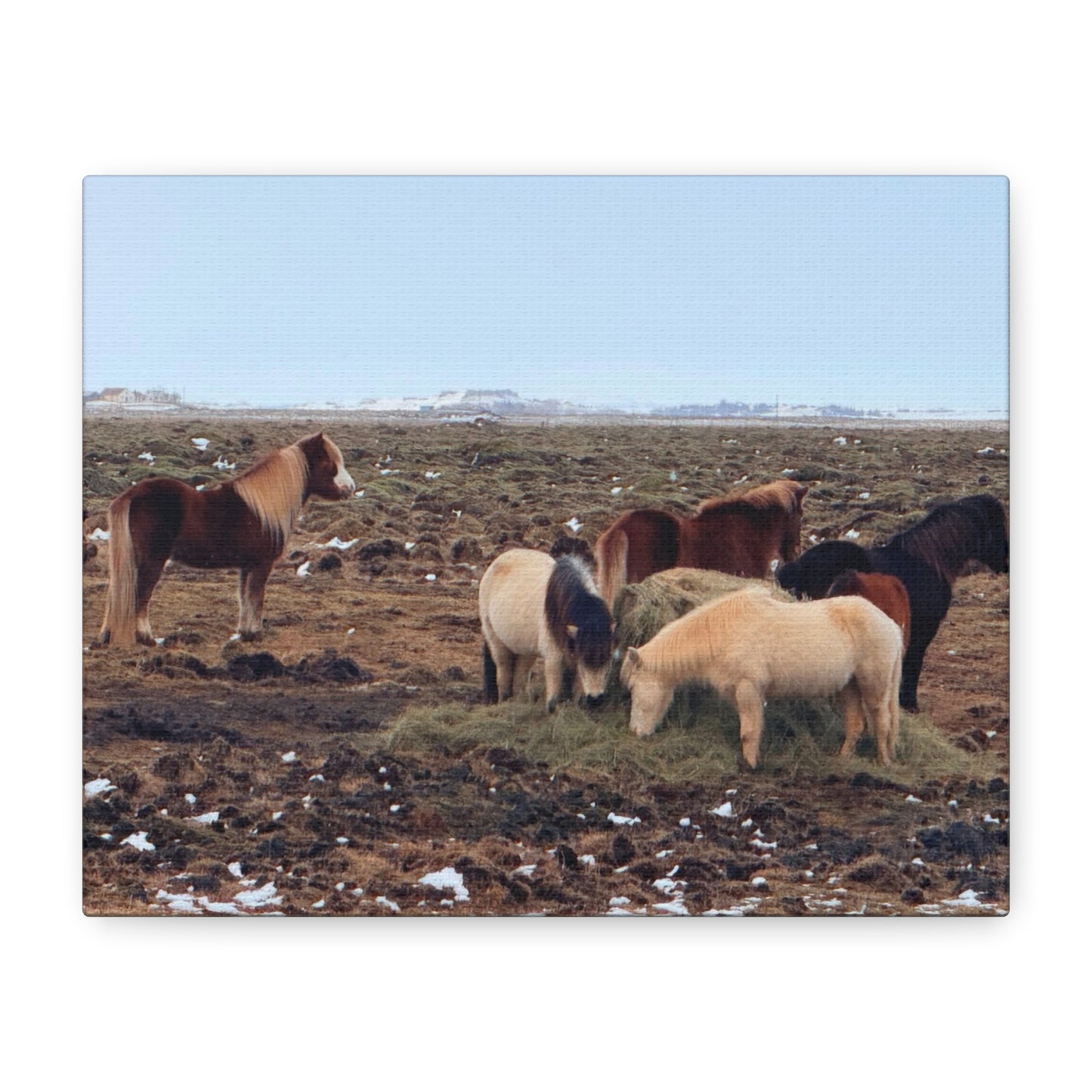 Icelandic Horse Canvas Art - Matte Stretched Print for Animal Lovers