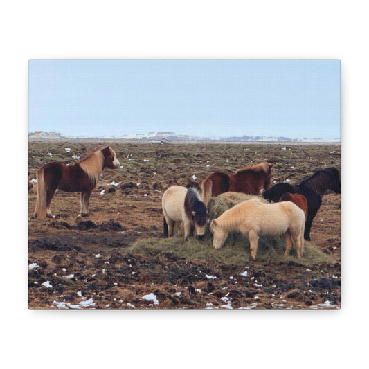 Icelandic Horse Canvas Art - Matte Stretched Print for Animal Lovers