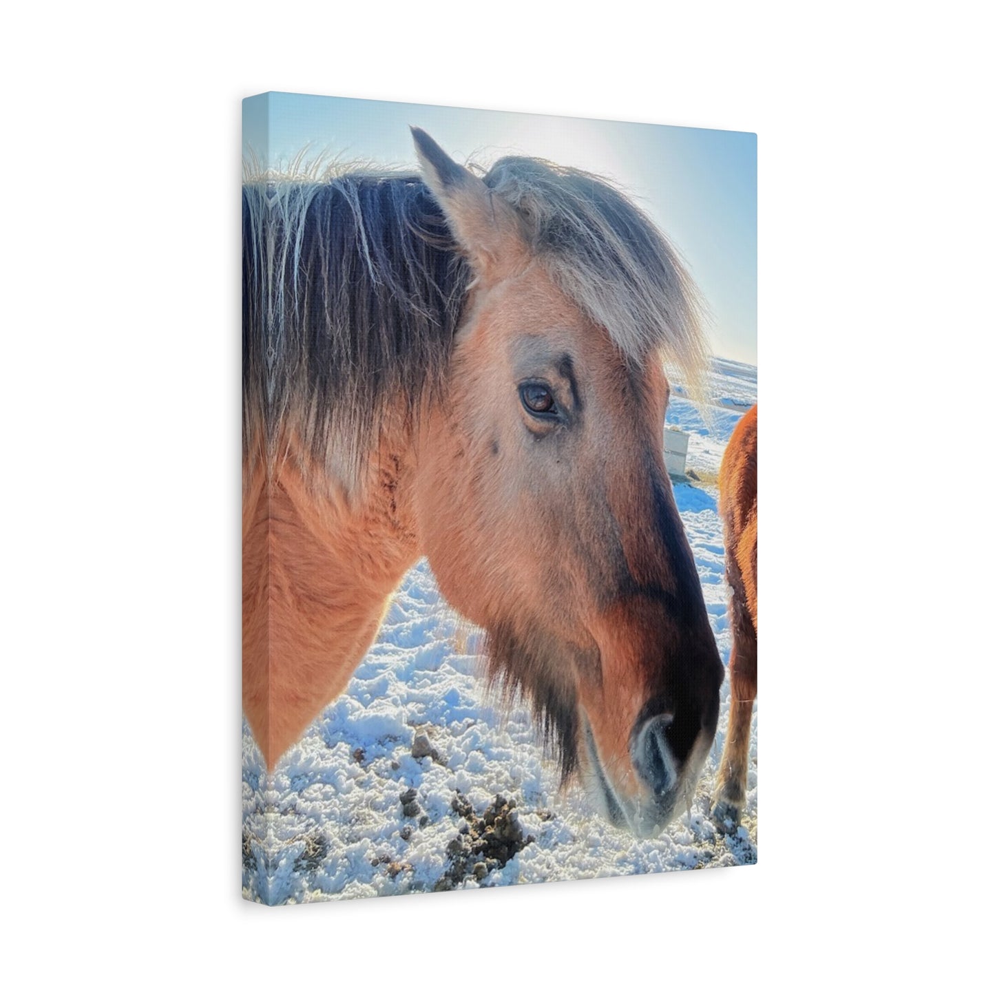 Beautiful Horse Canvas Wall Art - Stretched Matte Print for Animal Lovers