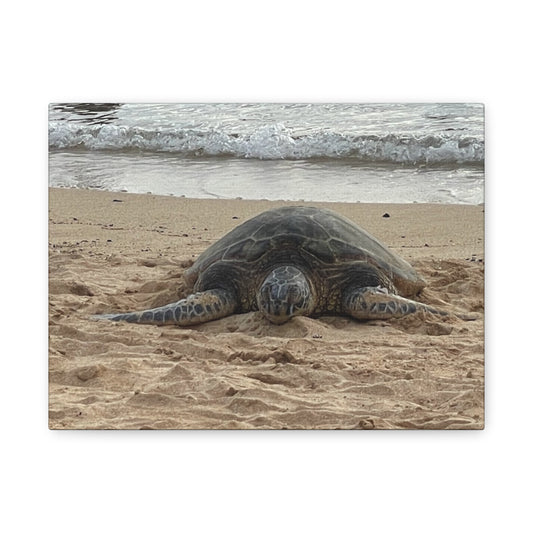 Tranquil Turtle Beach Canvas Art - Stretched Matte Print for Coastal Home Decor