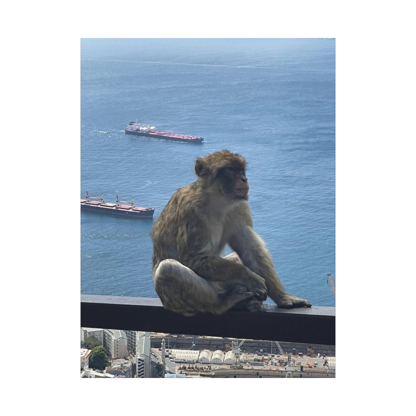 Monkeys by the Sea Canvas Art Print - Relaxing Coastal Decor Gibraltar
