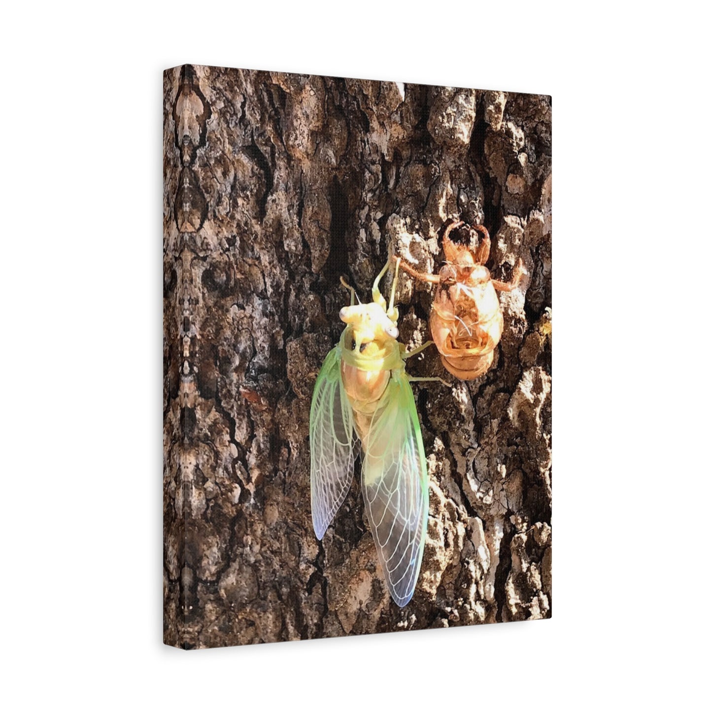 Nature-Inspired Wall Art: Cicada Lifecycle Canvas Print