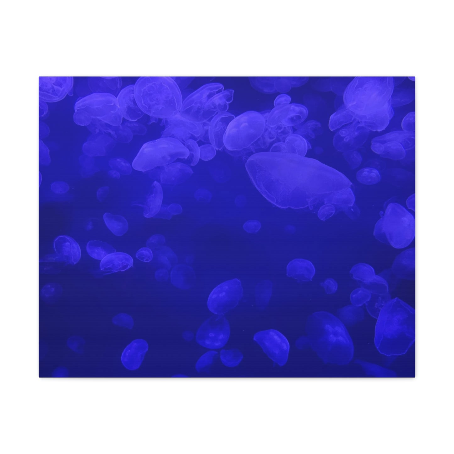 Jellyfish Watercolor Canvas Art - Ocean Theme Wall Decor