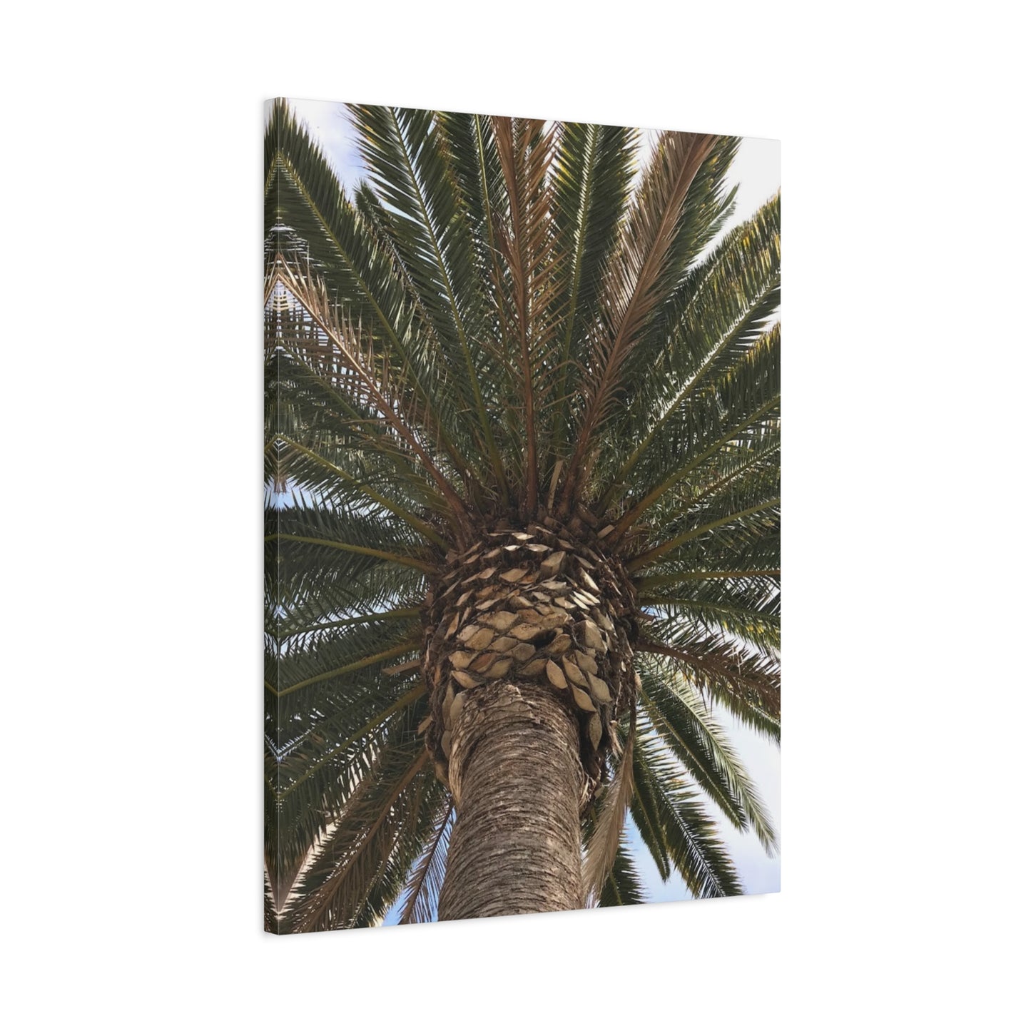 Tropical Palm Tree Canvas Art - Stretched Wall Decor for Home or Office