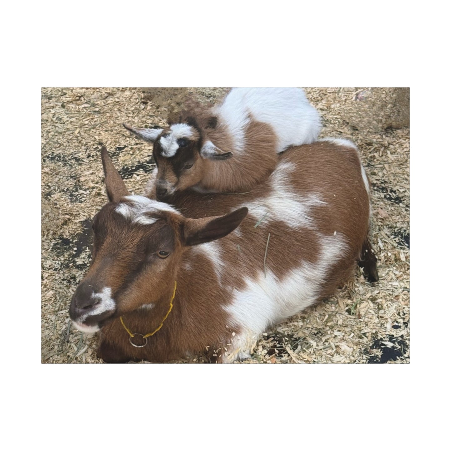 Goat Family Matte Canvas Print - Heartwarming Animal Wall Art