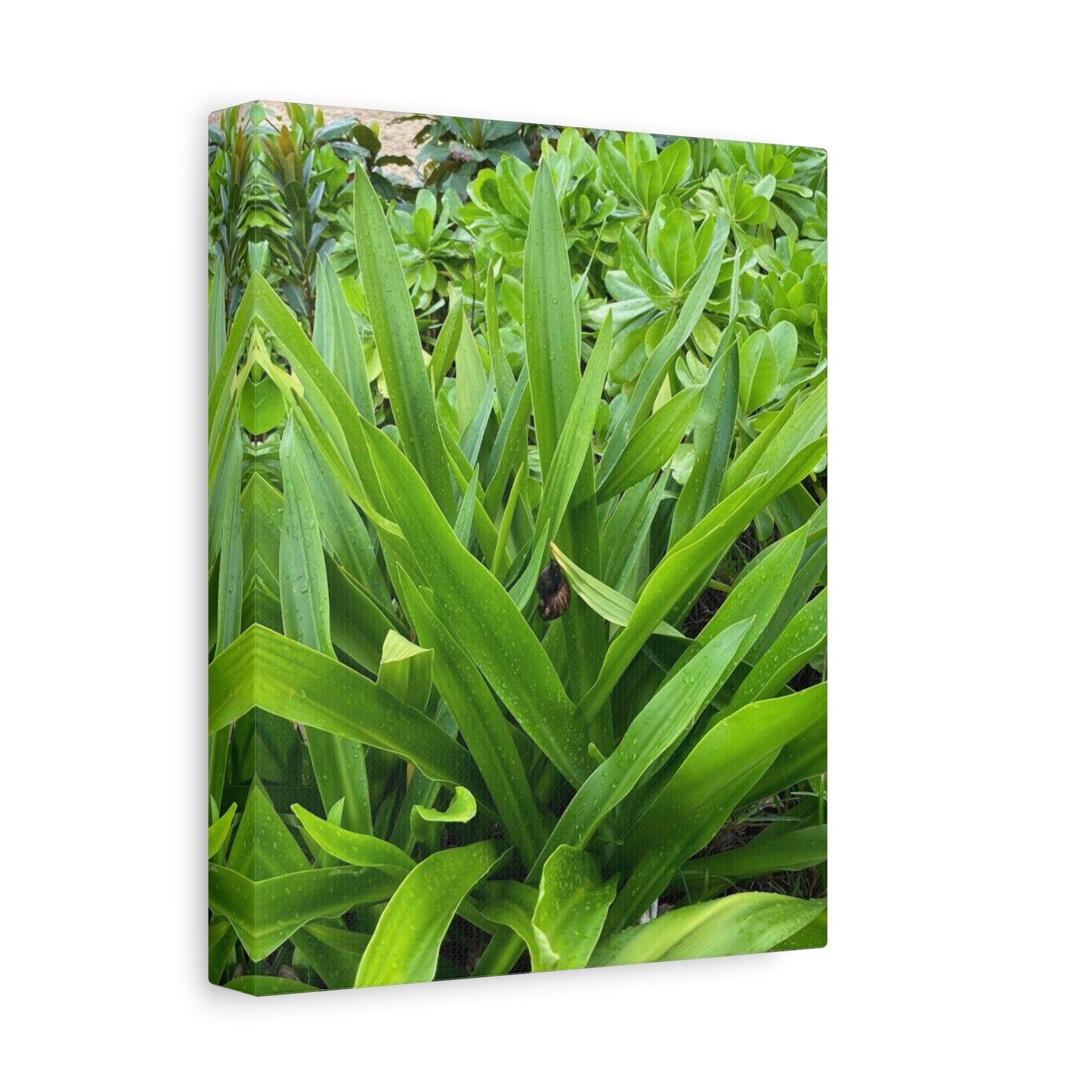 Nature-Inspired Matte Canvas Wall Art - Lush Greenery with snail