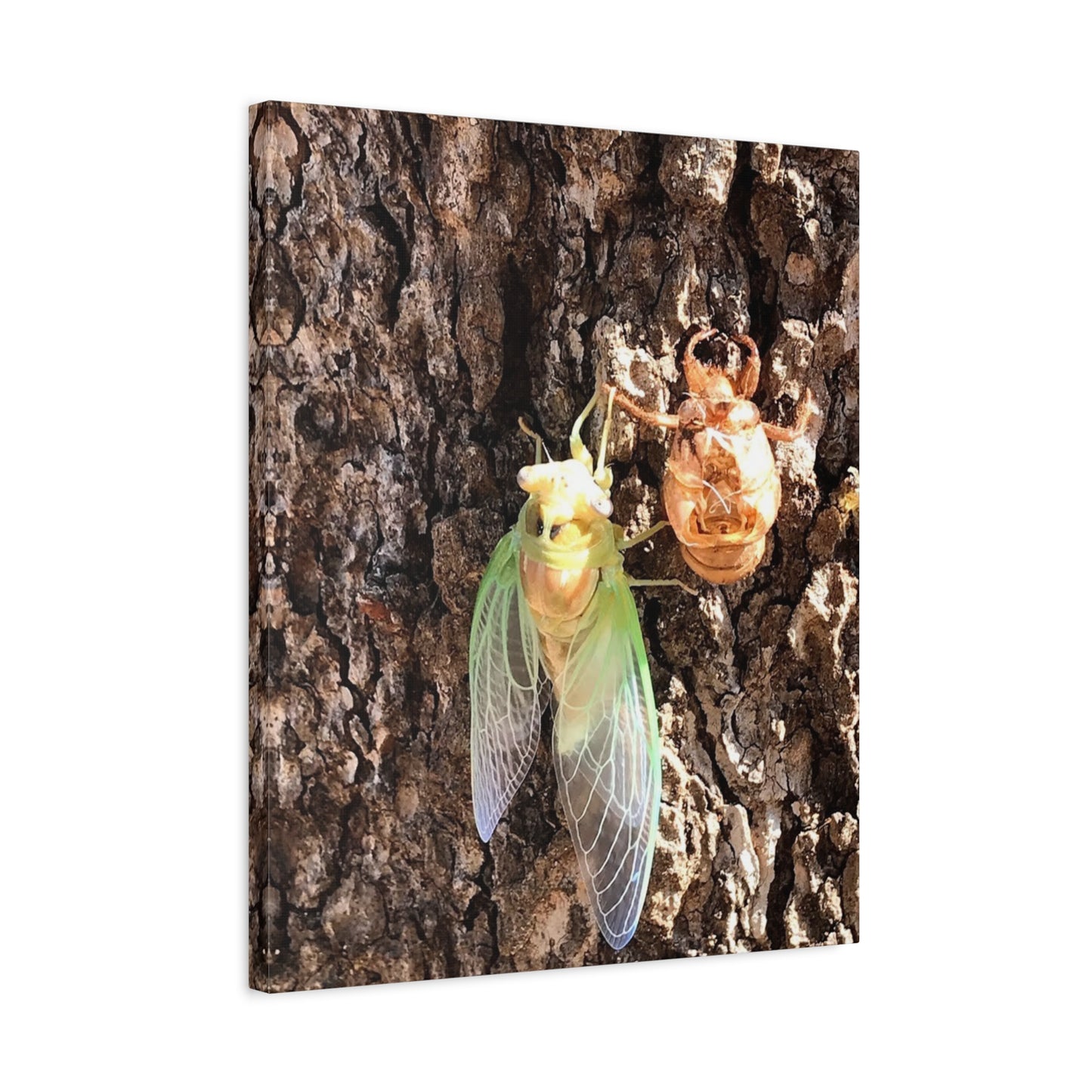 Nature-Inspired Wall Art: Cicada Lifecycle Canvas Print