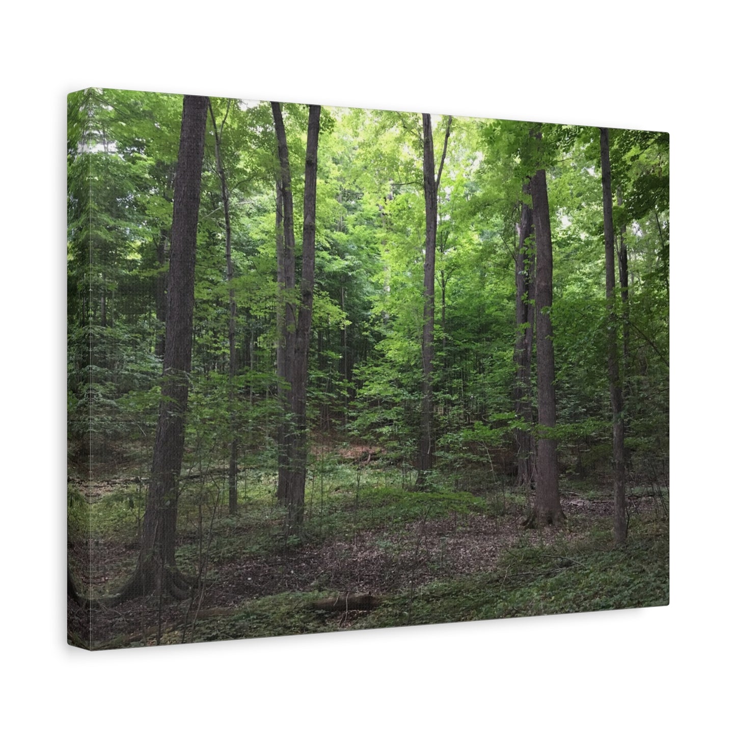 Serene Forest Canvas Art - Stretched Wall Décor for Natural Ambiance Sacred Grove