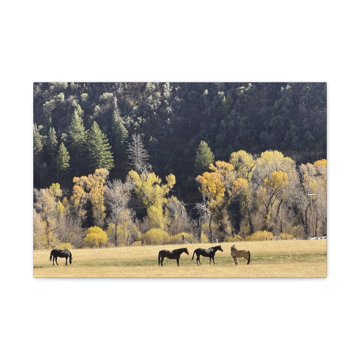 Scenic Horse Canvas Print - Rustic Wall Art for Nature Lovers