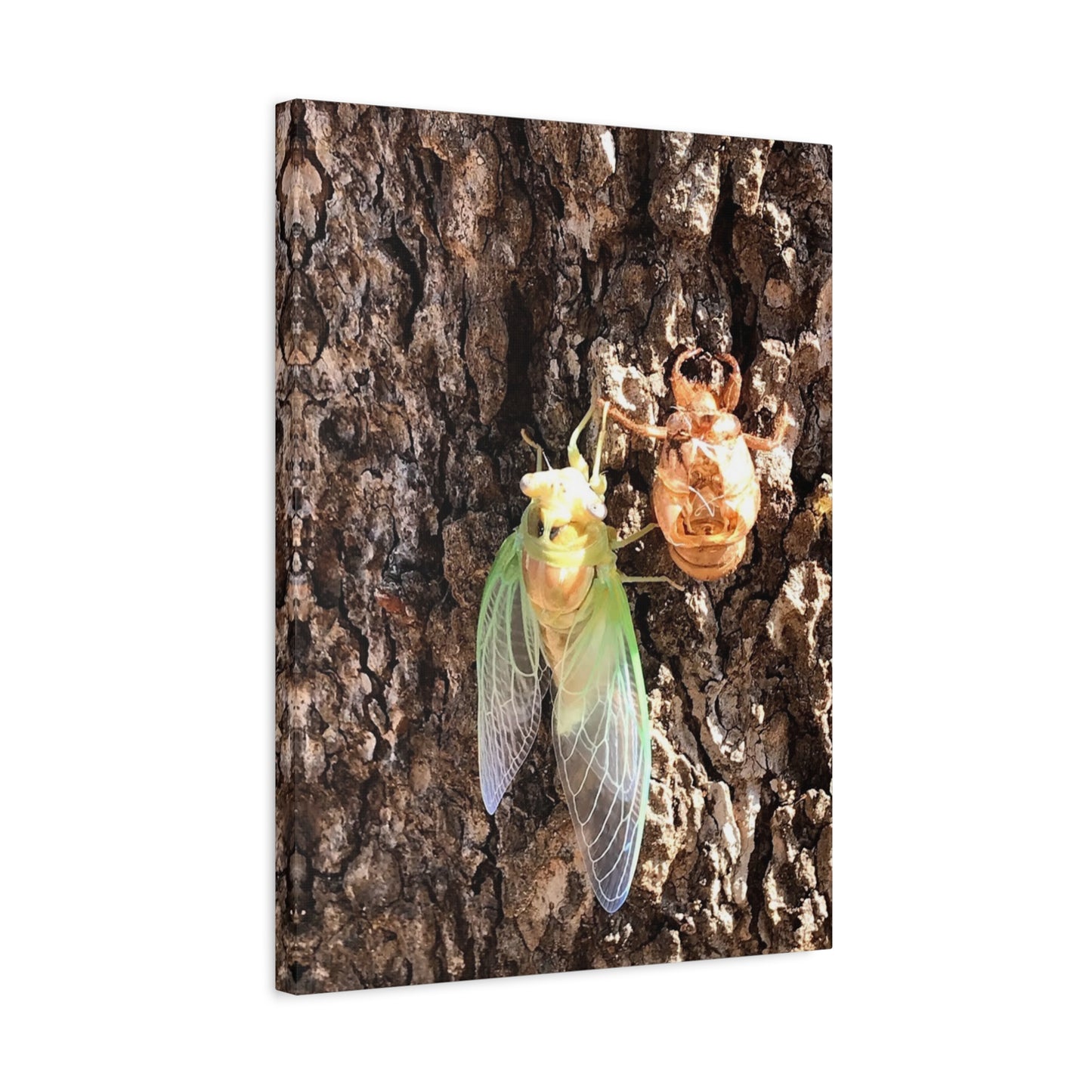 Nature-Inspired Wall Art: Cicada Lifecycle Canvas Print