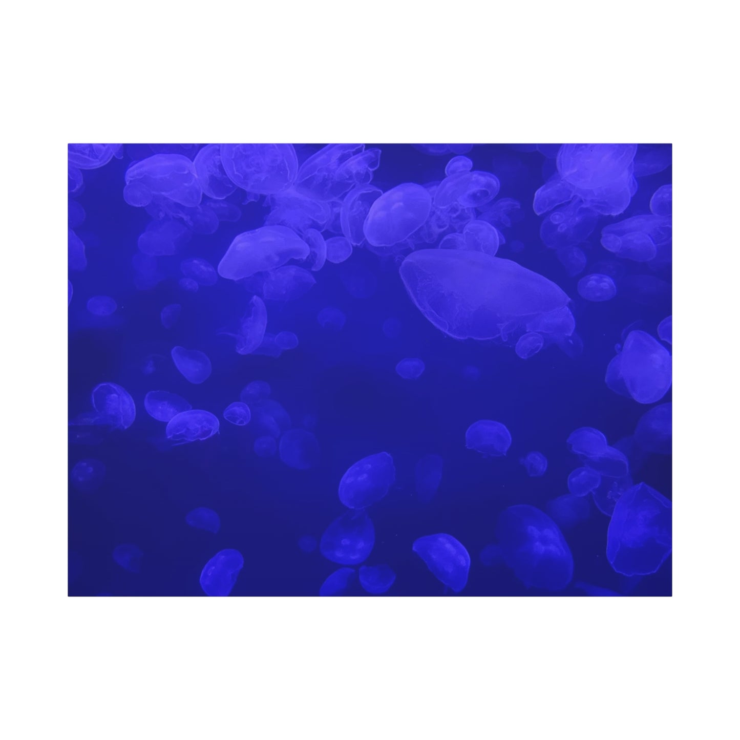 Jellyfish Watercolor Canvas Art - Ocean Theme Wall Decor