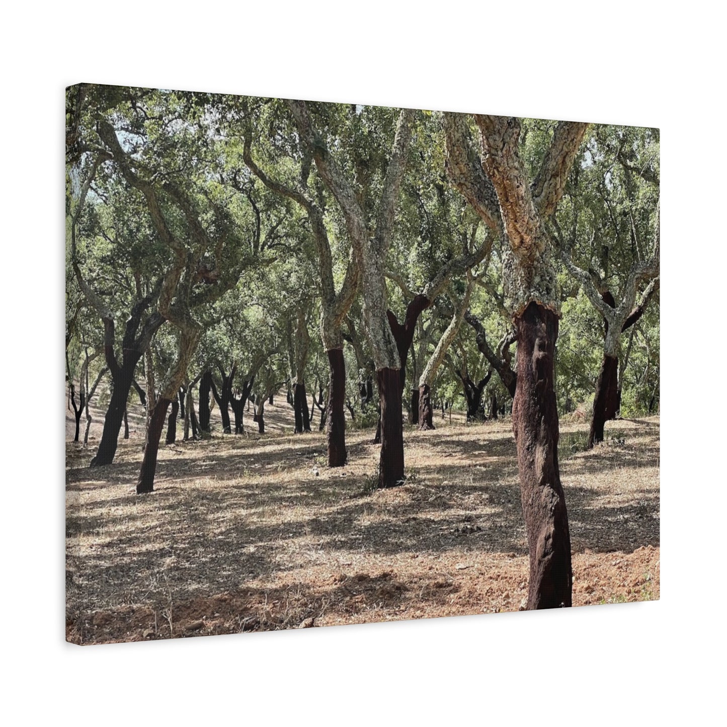 Nature-Inspired Matte Canvas Art | Forest Wall Decor Cork Trees