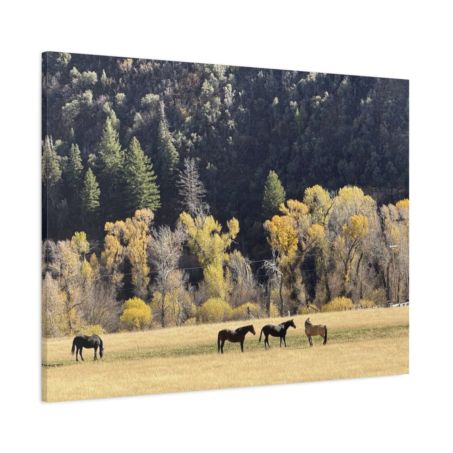 Scenic Horse Canvas Print - Rustic Wall Art for Nature Lovers