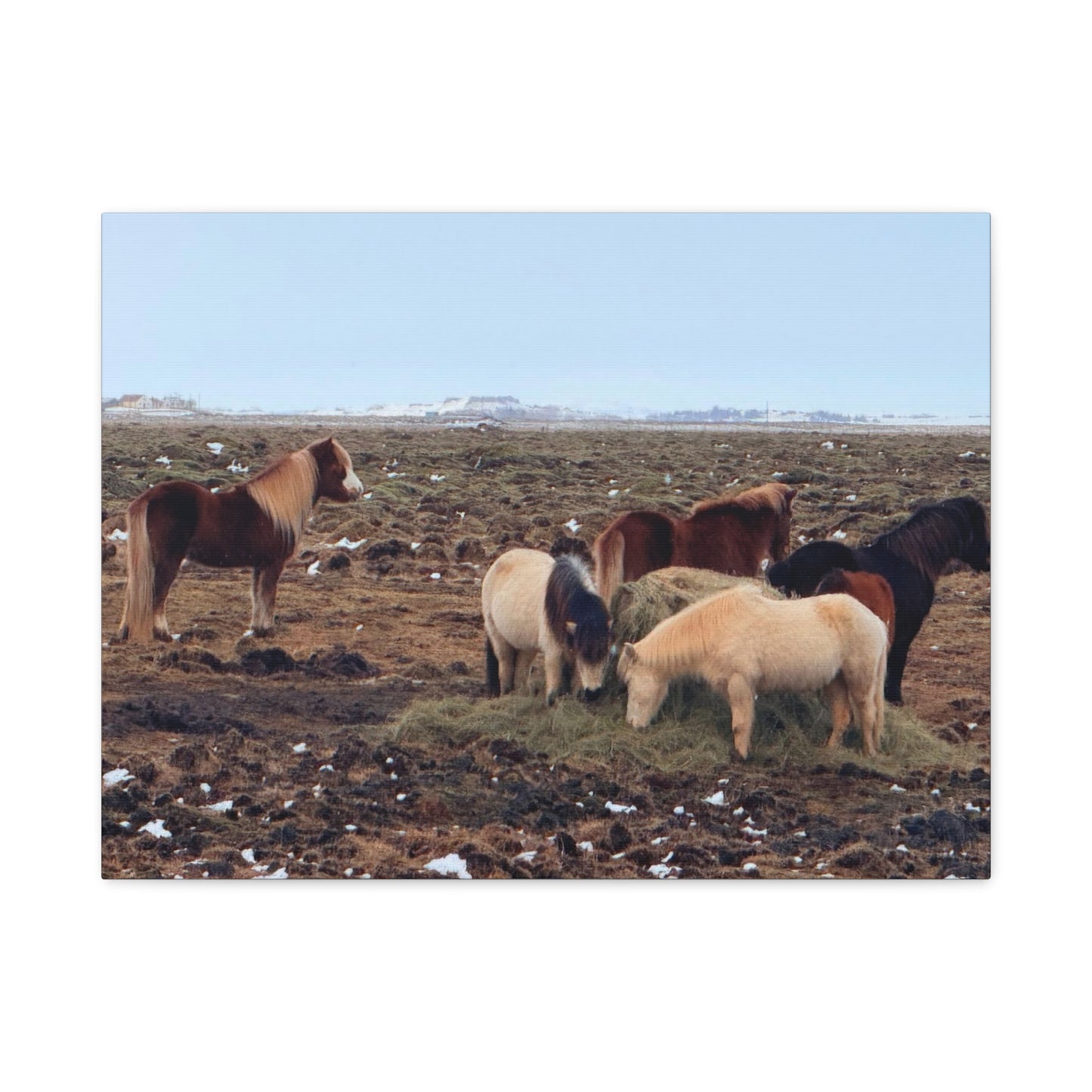 Icelandic Horse Canvas Art - Matte Stretched Print for Animal Lovers
