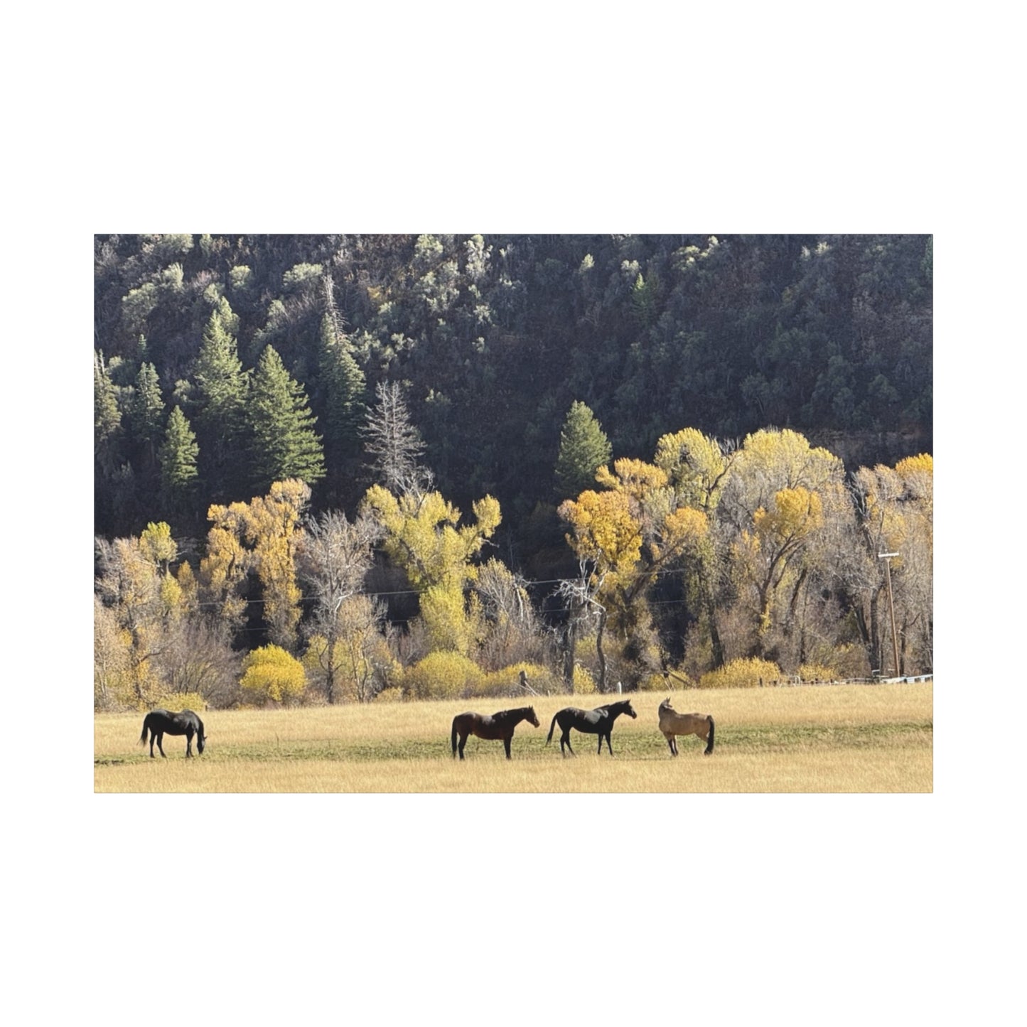 Scenic Horse Canvas Print - Rustic Wall Art for Nature Lovers