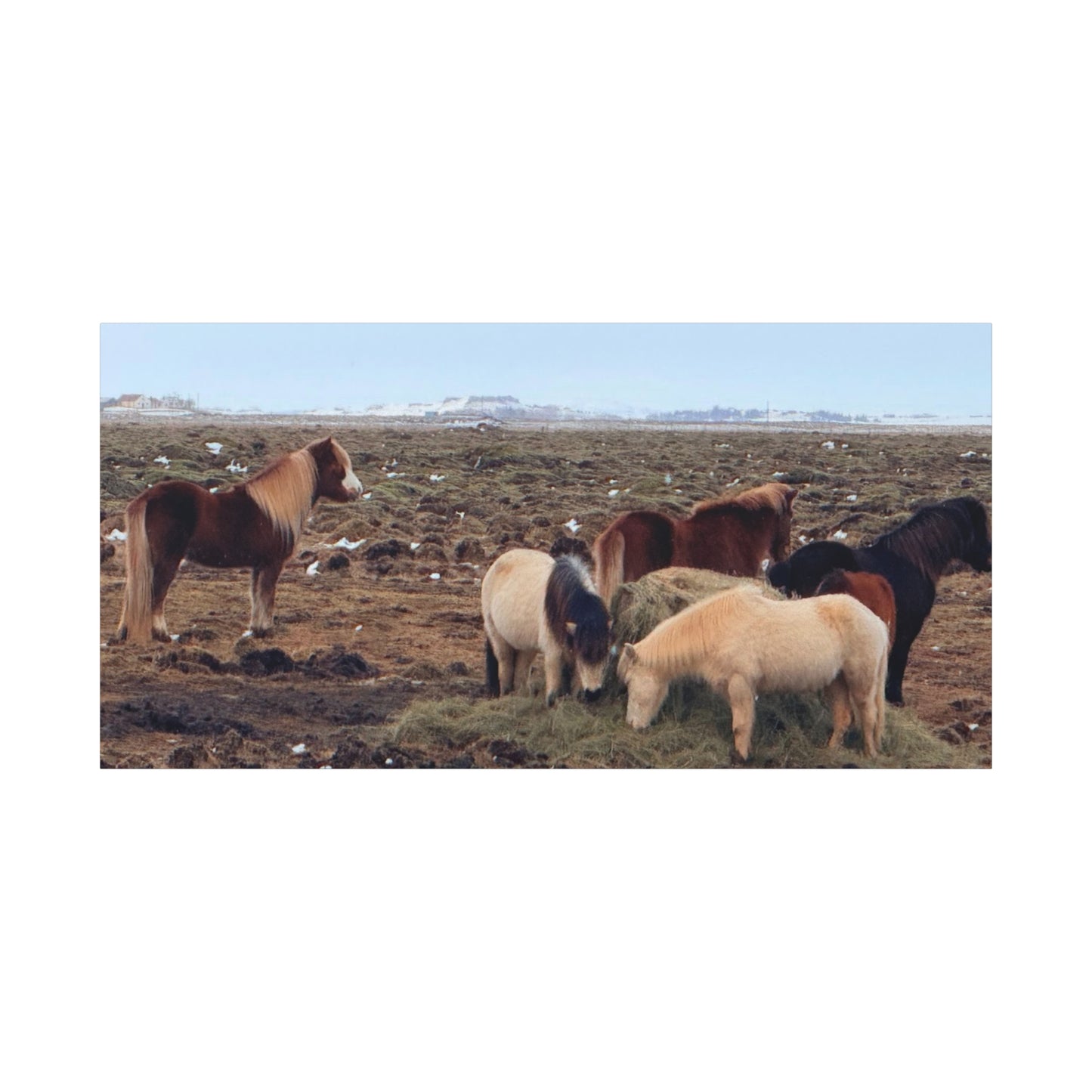 Icelandic Horse Canvas Art - Matte Stretched Print for Animal Lovers