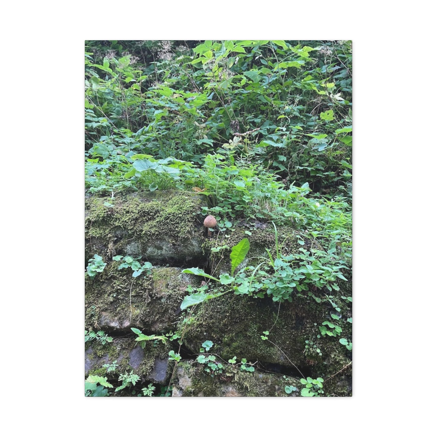 Nature-Inspired Stretched Canvas Print - Rustic Greenery Art for Home Décor
