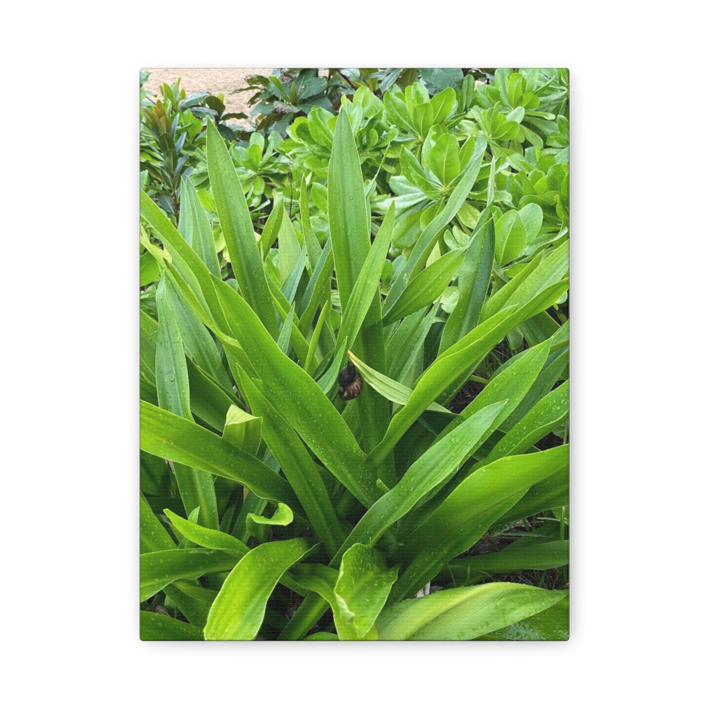 Nature-Inspired Matte Canvas Wall Art - Lush Greenery with snail