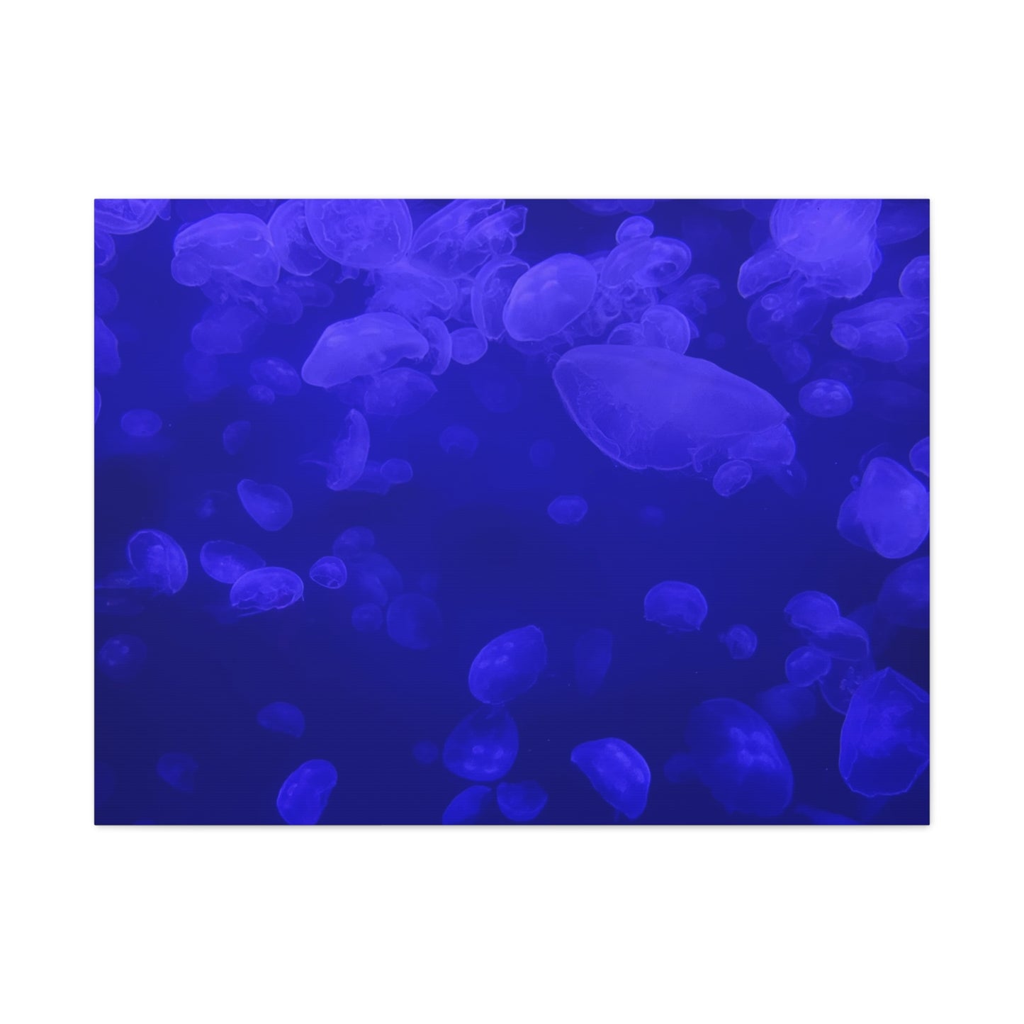 Jellyfish Watercolor Canvas Art - Ocean Theme Wall Decor