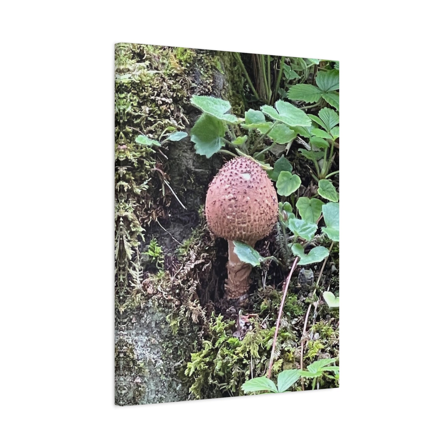 Nature-Inspired Mushroom Canvas Print - 1.25" Stretched Wall Art