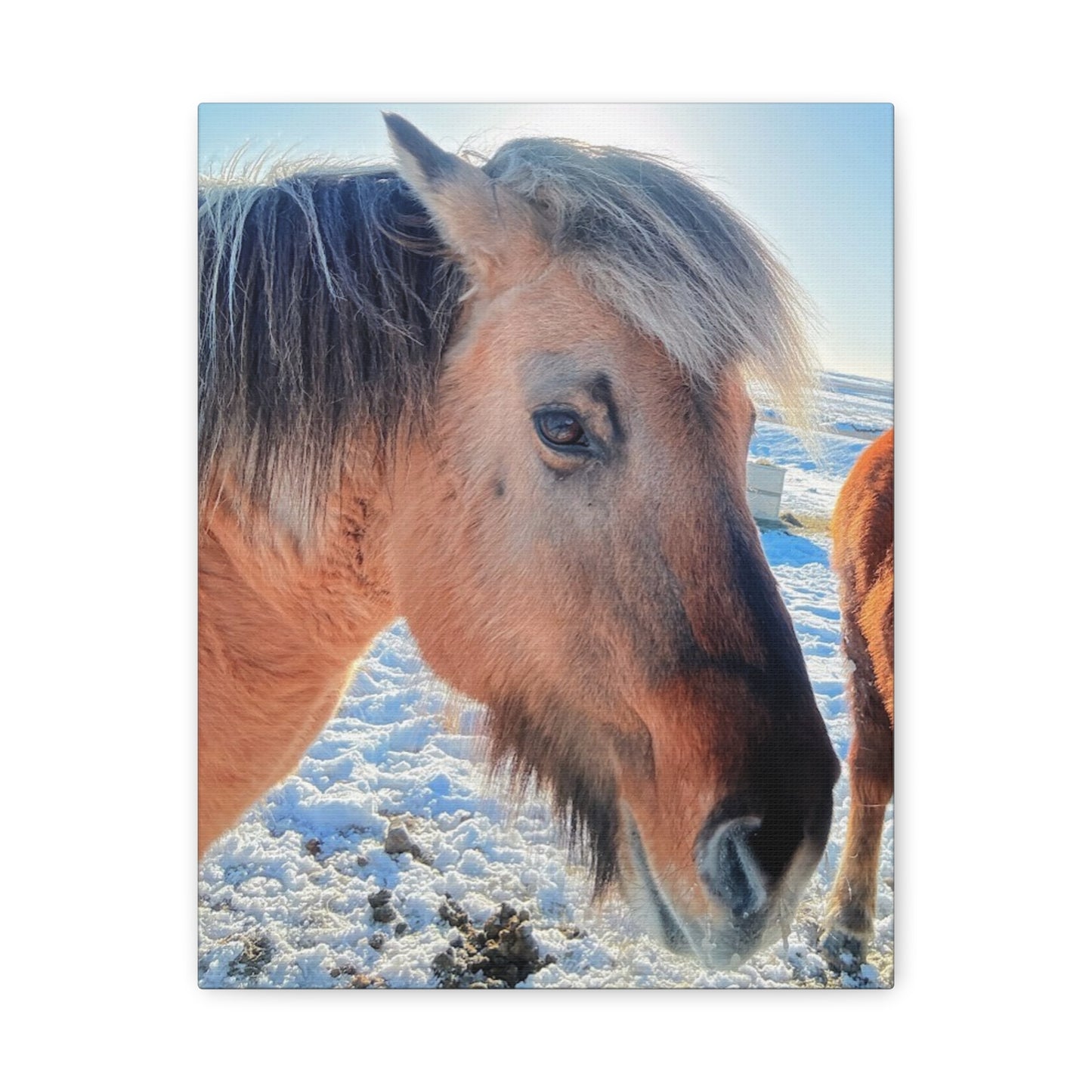 Beautiful Horse Canvas Wall Art - Stretched Matte Print for Animal Lovers