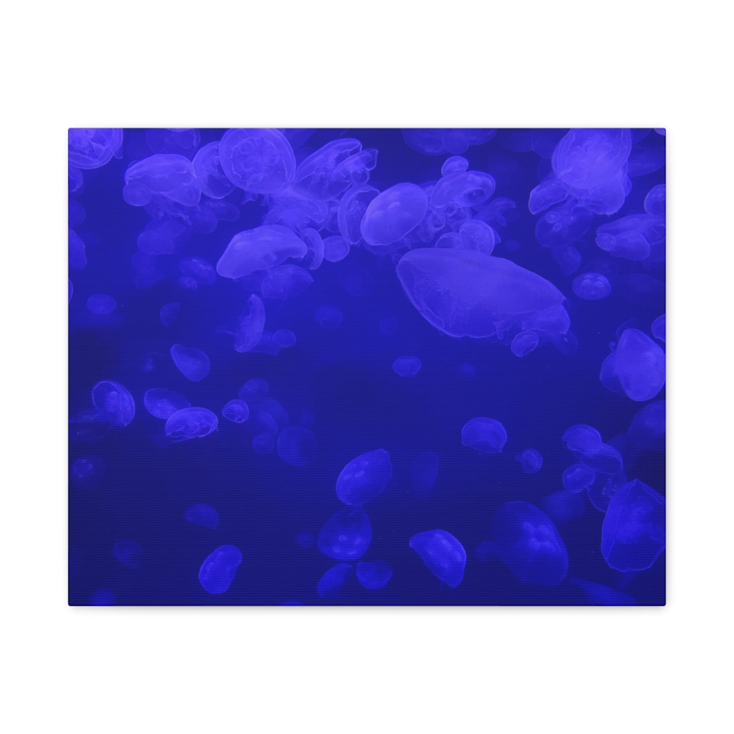 Jellyfish Watercolor Canvas Art - Ocean Theme Wall Decor