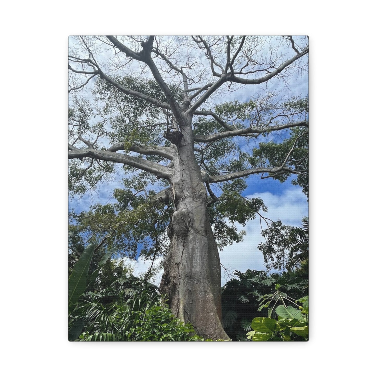 Stretched Canvas Art - Majestic Tree Wall Decor for Nature Lovers