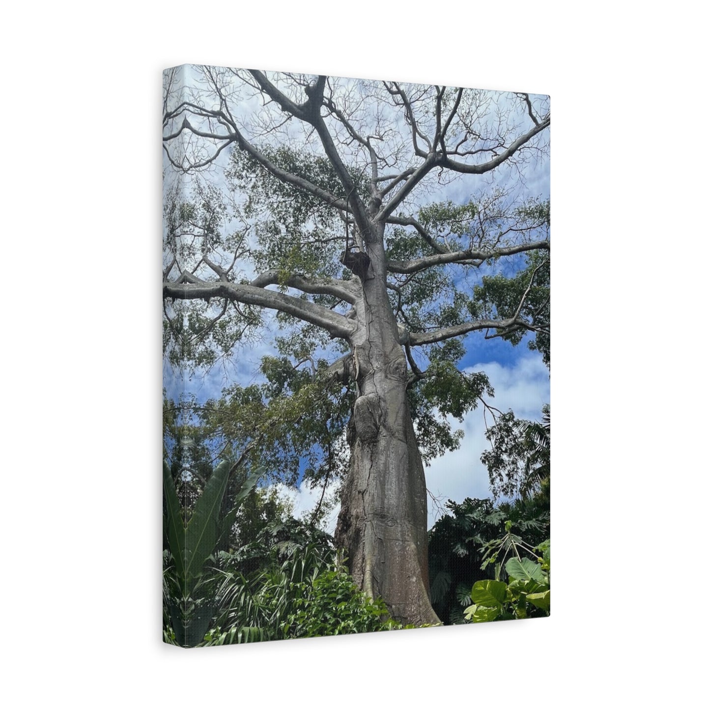 Stretched Canvas Art - Majestic Tree Wall Decor for Nature Lovers
