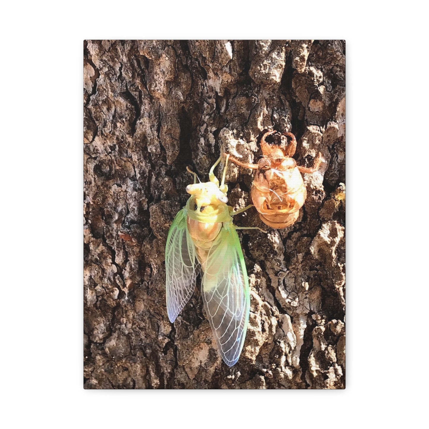 Nature-Inspired Wall Art: Cicada Lifecycle Canvas Print